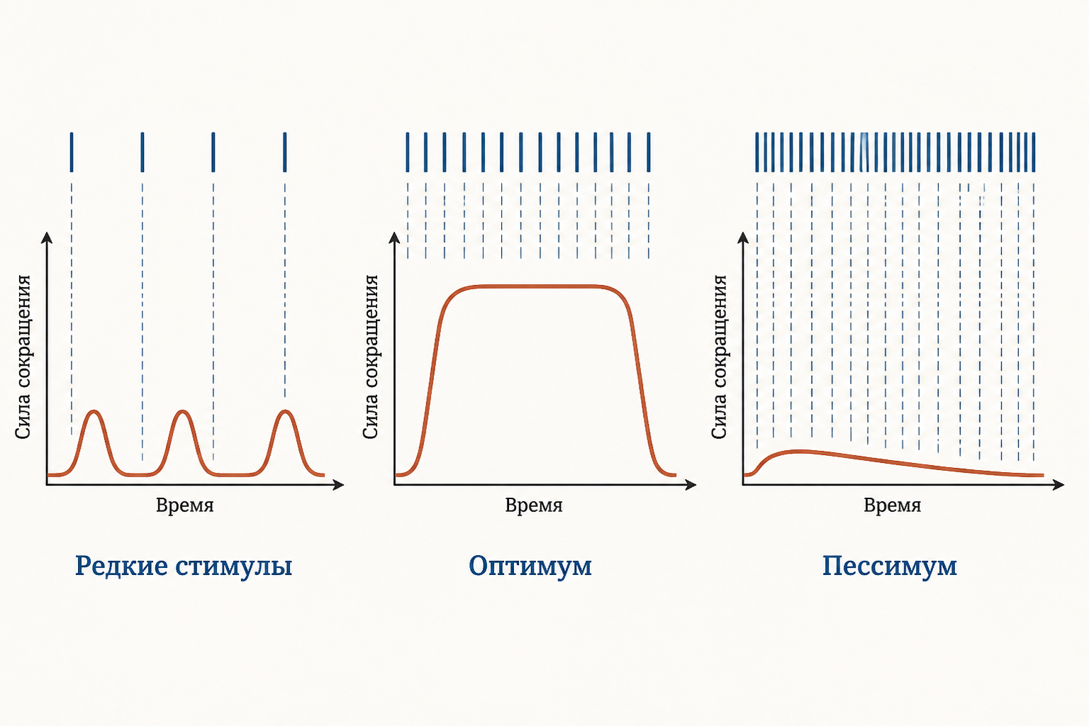 Три режима ответа мышцы при росте частоты раздражения: редкие одиночные сокращения, гладкий высокий плато-ответ в оптимуме и провал силы в пессимуме