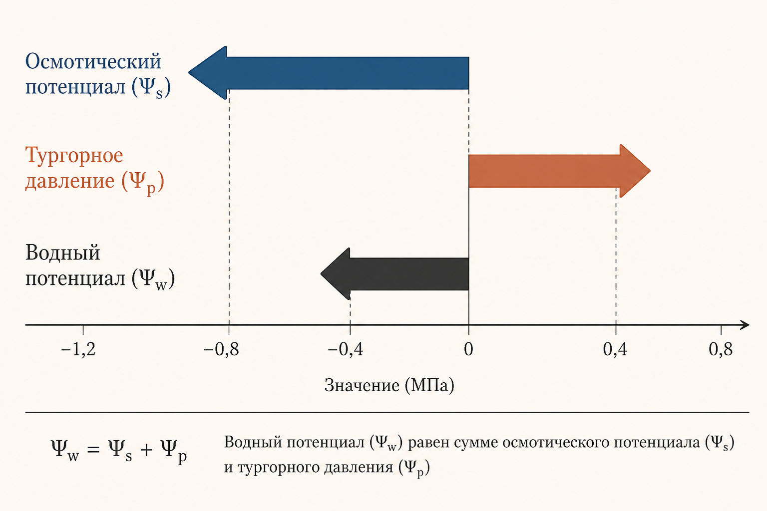 Компоненты водного потенциала клетки - схема