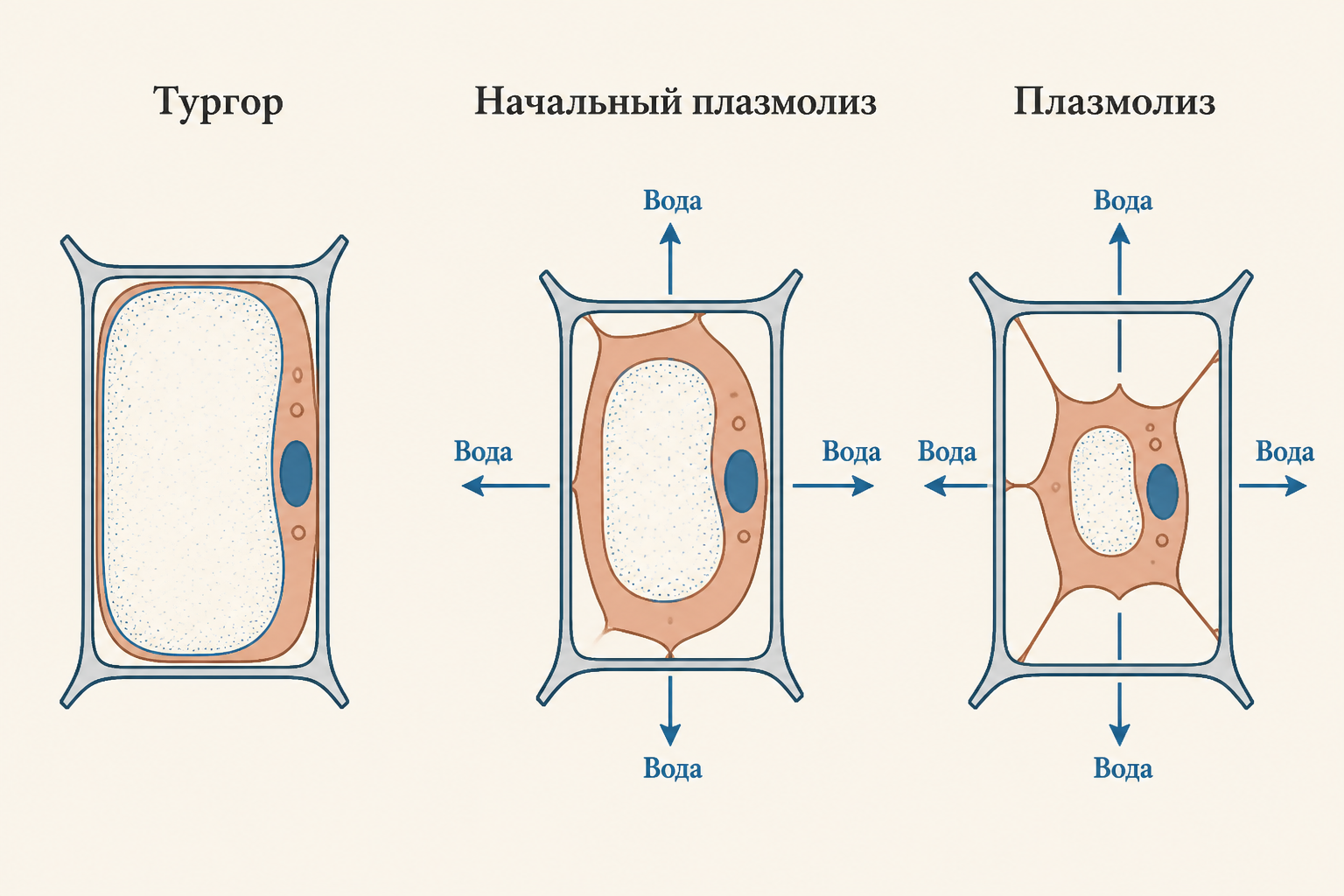 Схема плазмолиза и деплазмолиза клетки