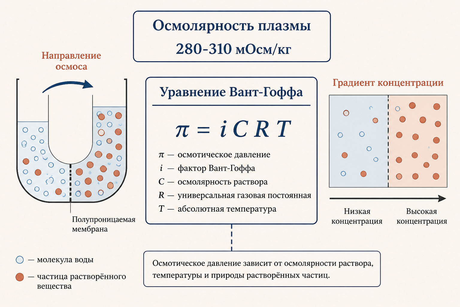 Схема осмотического и онкотического давления плазмы