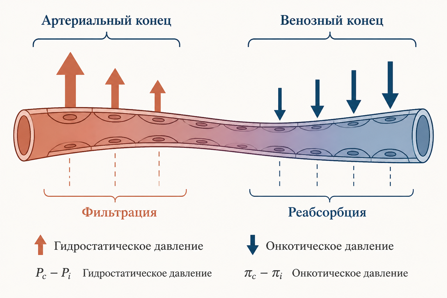 Баланс жидкости в капилляре по Старлингу