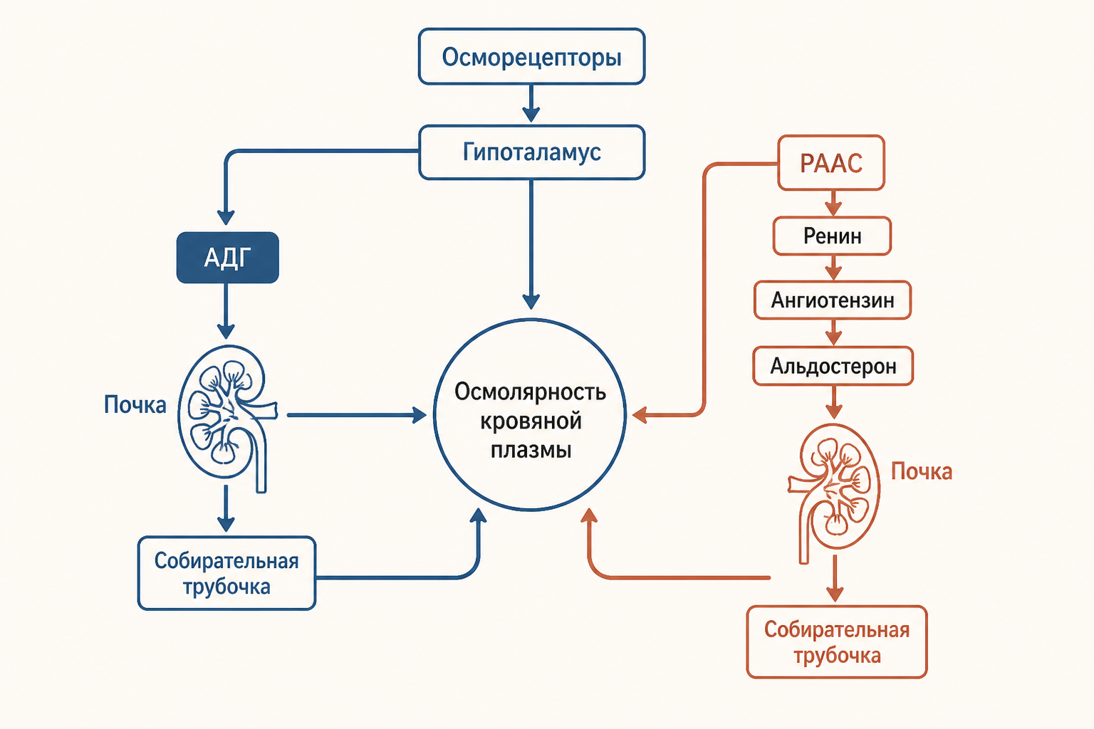 Регуляция осмолярности: АДГ и РААС