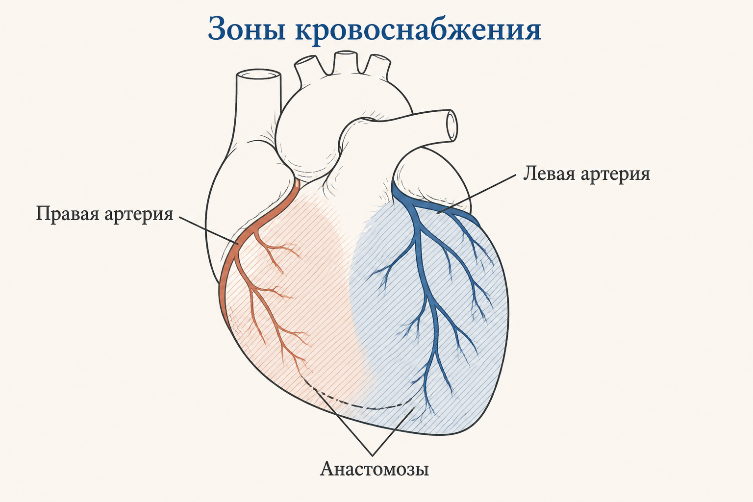 Зоны кровоснабжения: левая и правая коронарные артерии и анастомозы между их ветвями.