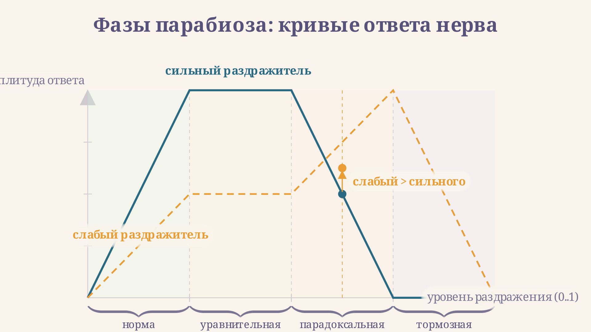 Смена трёх фаз парабиоза: в уравнительной фазе ответы выравниваются, в парадоксальной - перекрещиваются, в тормозной - гаснут