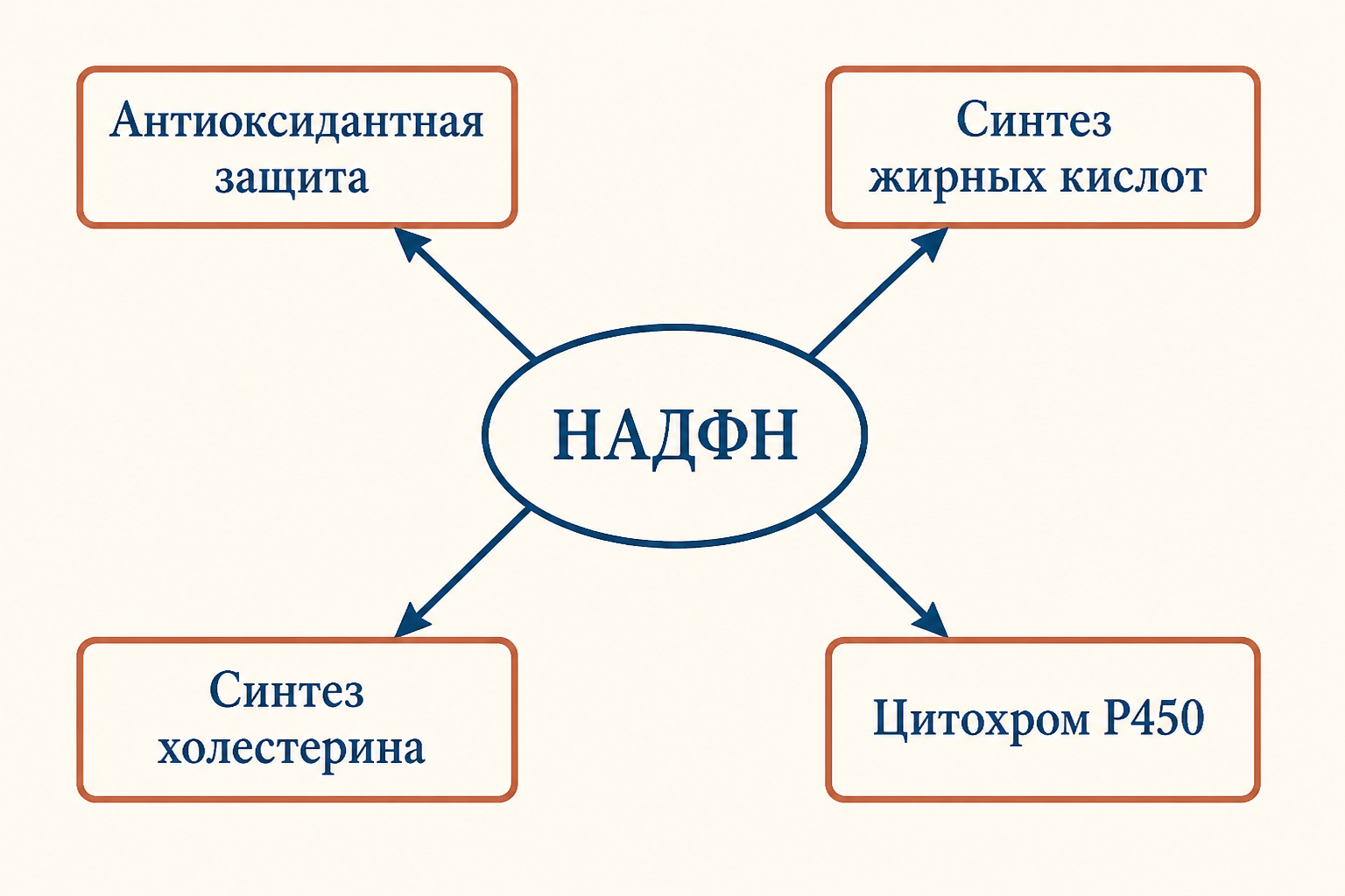 Схема потребления НАДФН в клетке: антиоксидантная система через глутатион, синтез жирных кислот и стероидов