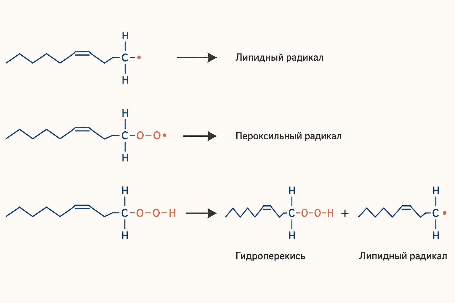 Схема цепной реакции ПОЛ: липидный радикал, пероксильный радикал и гидроперекись