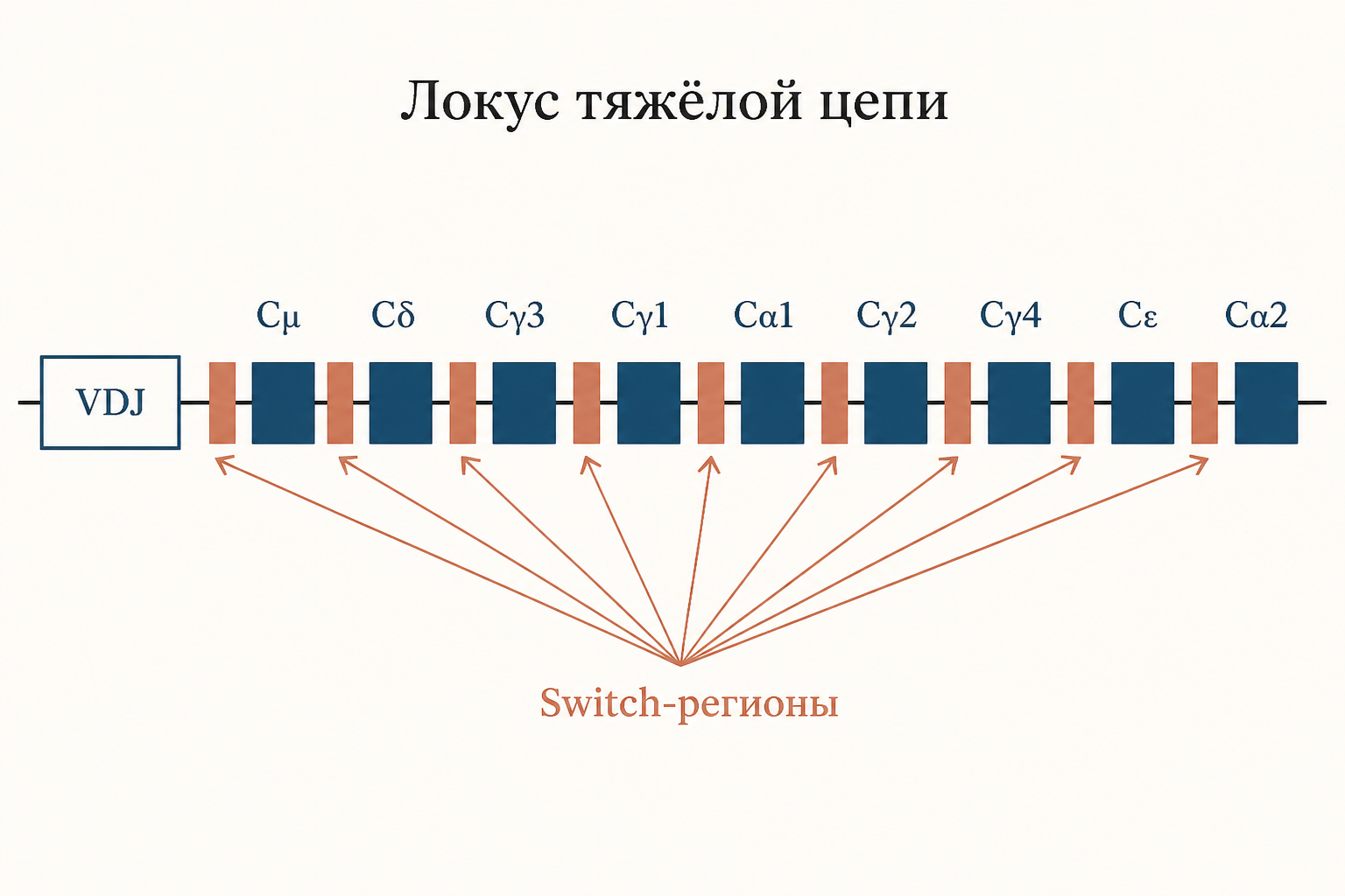 Схема локуса тяжёлой цепи: порядок генов и switch-регионов
