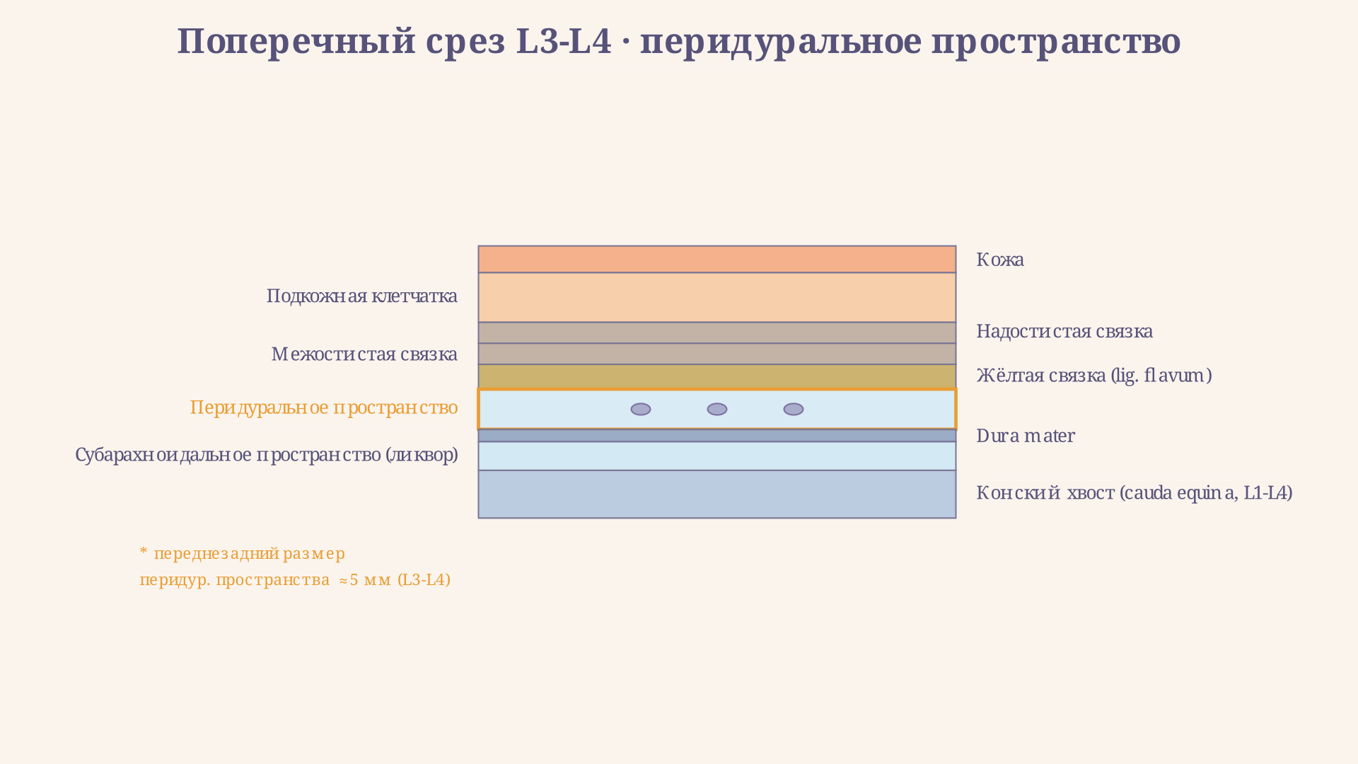 Поперечный срез поясничного позвонка: перидуральное пространство, корешки, вены Батсона и твёрдая оболочка с субарахноидальным пространством внутри