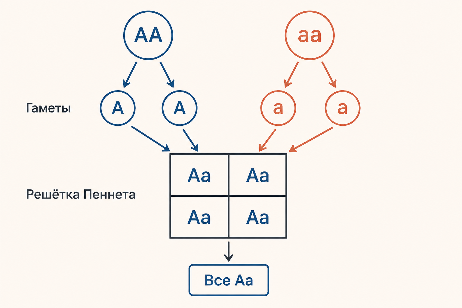 Решётка Пеннета для скрещивания AA и aa
