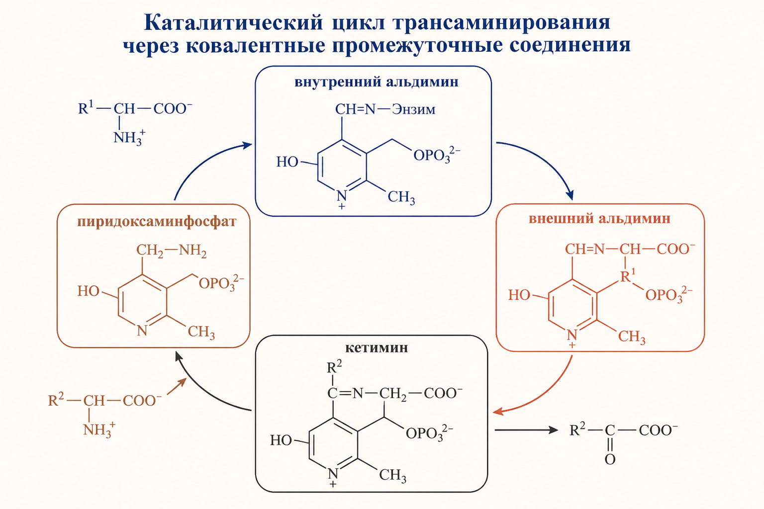 Каталитический цикл трансаминирования через ковалентные промежуточные соединения: внутренний и внешний альдимин, кетимин, пиридоксаминфосфат