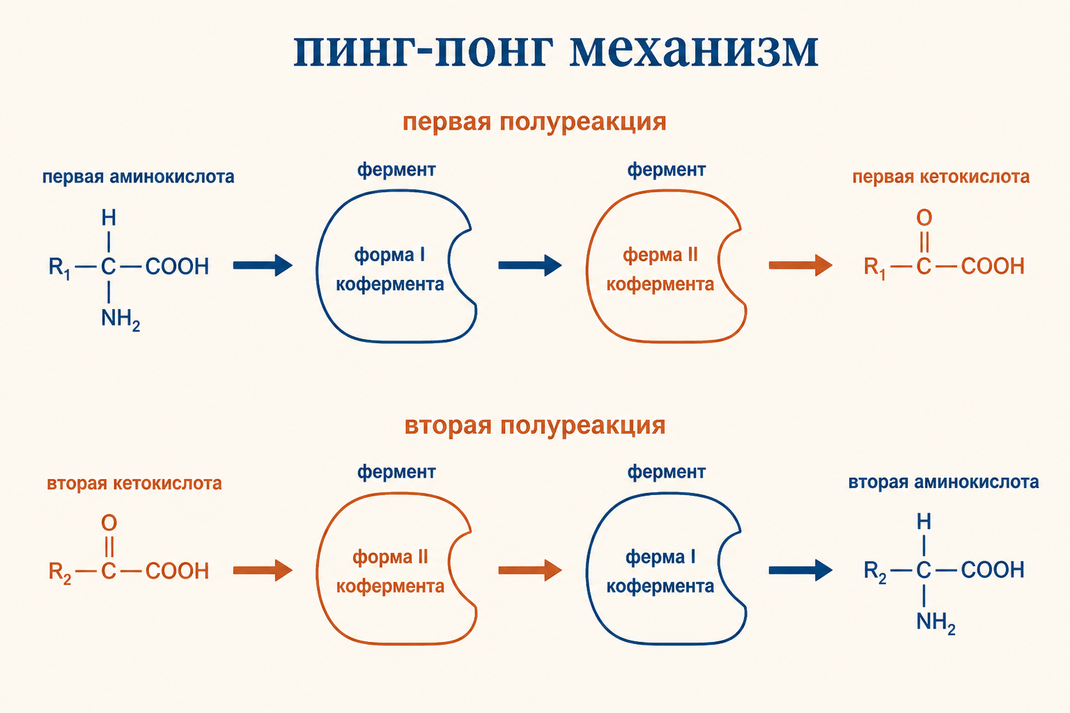 Пинг-понг механизм аминотрансферазы: первая и вторая полуреакции, два состояния фермента