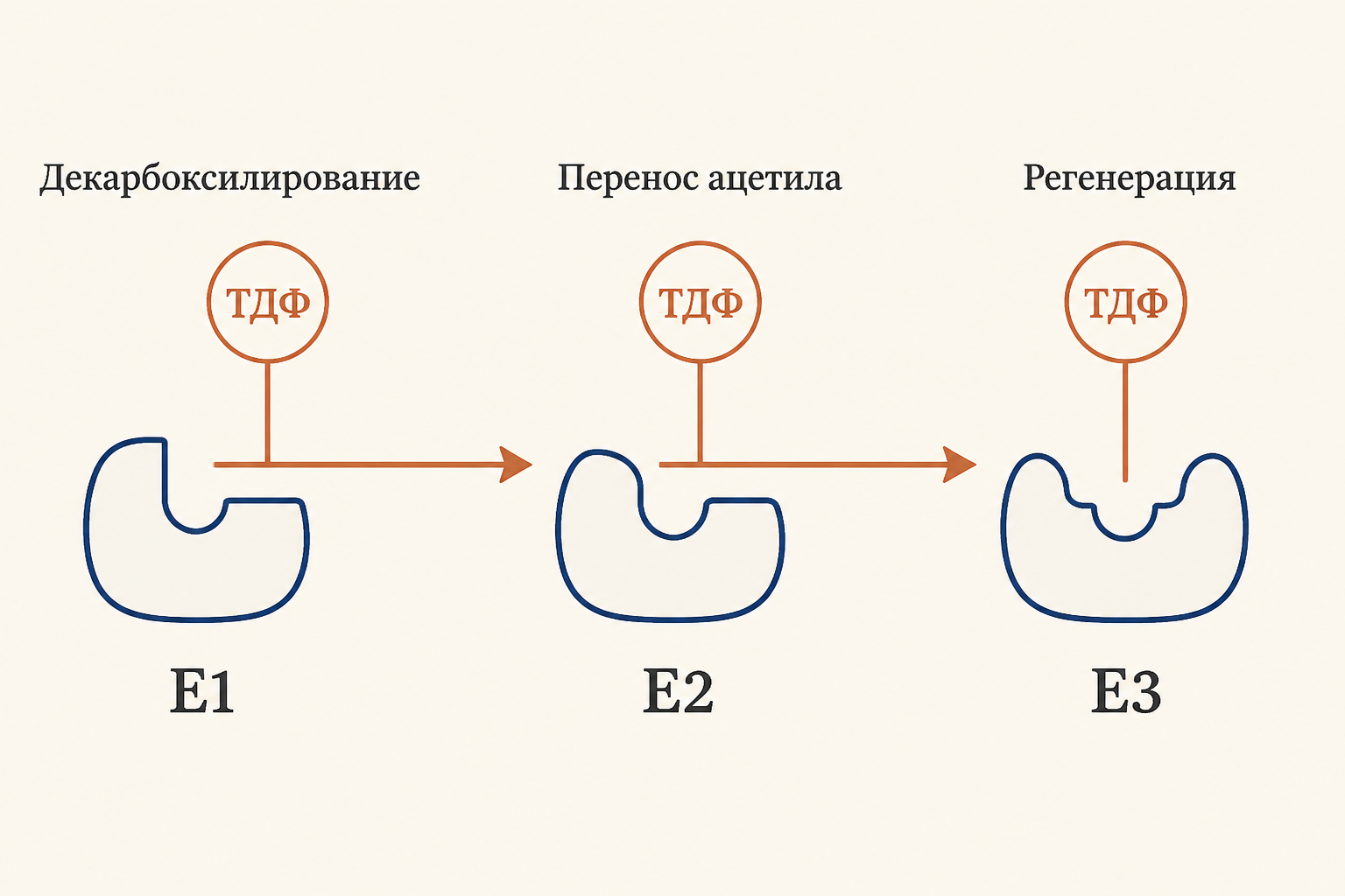 Пируватдегидрогеназный комплекс как кольцо из трёх ферментов E1, E2, E3: пируват входит слева, ацетил-КоА и CO2 выходят справа, к субъединицам прикреплены коферменты ТДФ, липоевая кислота и ФАД
