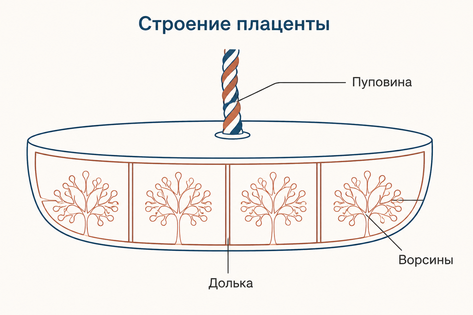Схема строения плаценты: дисковидный орган с пуповиной, разделённый перегородками на дольки-котиледоны с деревьями ворсин внутри