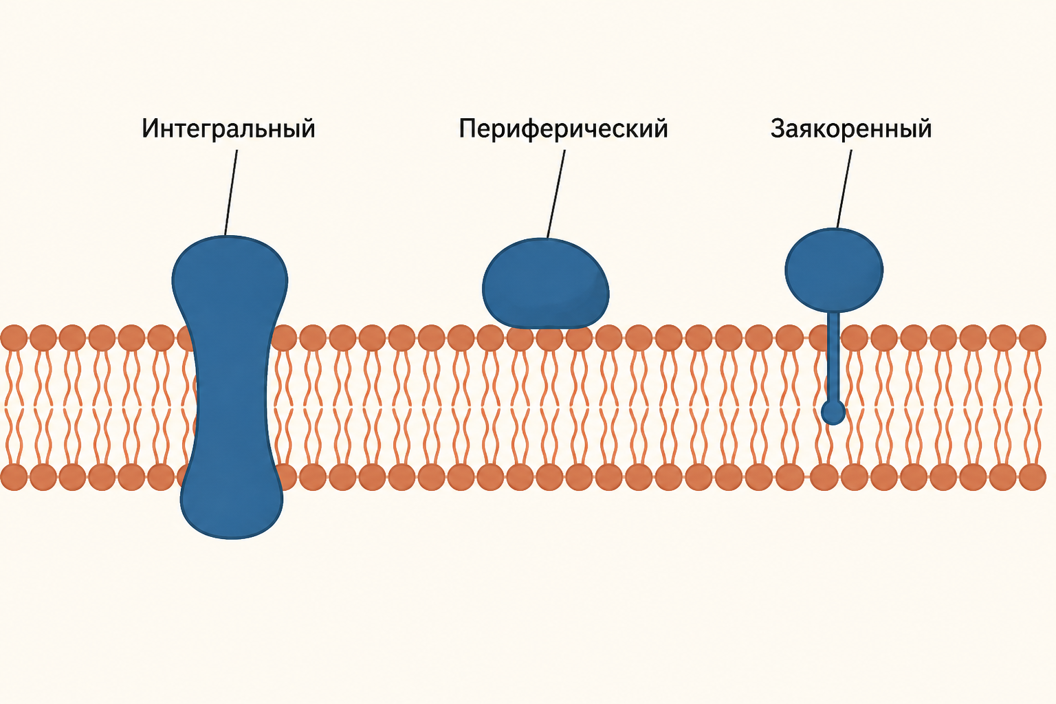 Три типа мембранных белков: интегральный, периферический и заякоренный на липидном якоре