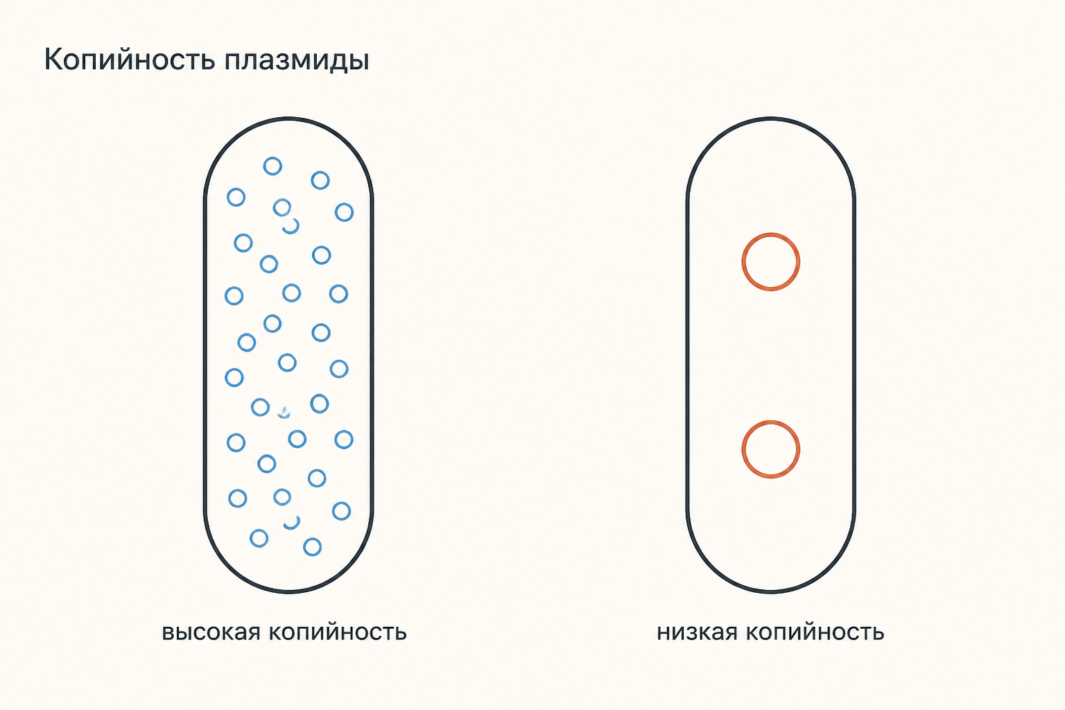 Две бактериальные клетки: слева множество мелких колец высококопийной плазмиды, справа две копии низкокопийного вектора