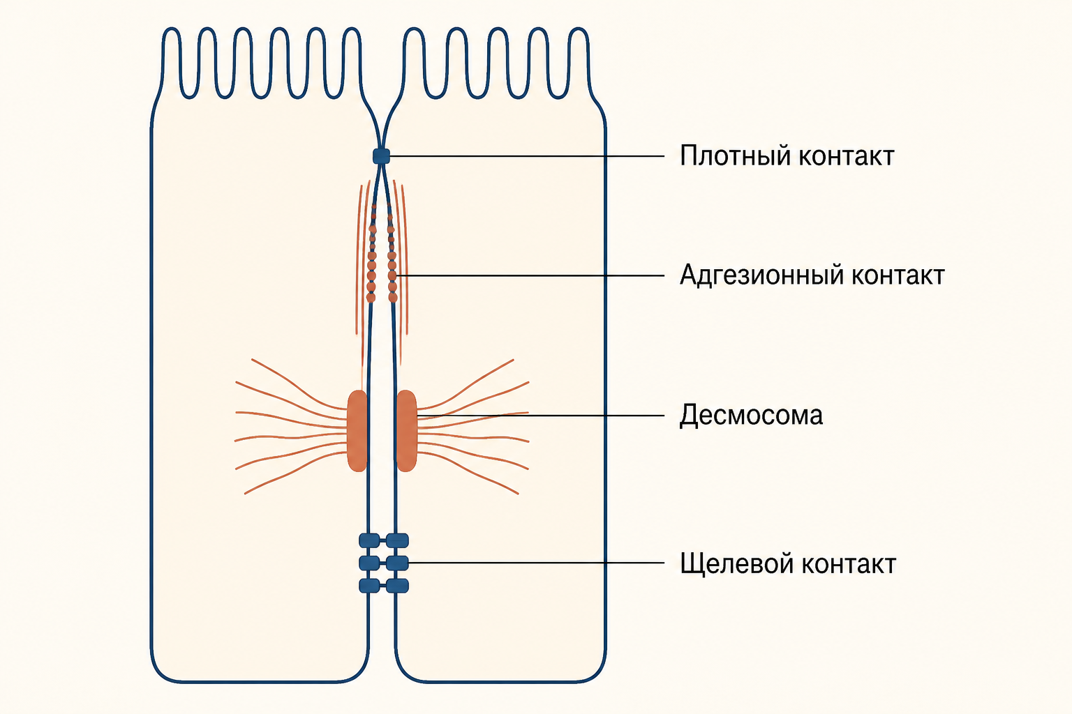 Боковая мембрана двух эпителиальных клеток: сверху вниз плотный контакт, адгезионный контакт с актином, десмосома с промежуточными филаментами и щелевой контакт с каналами