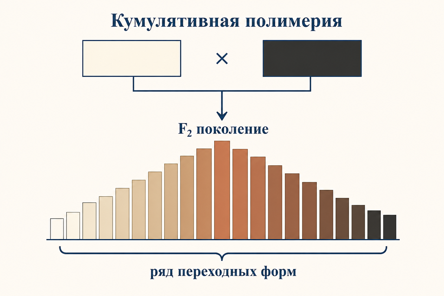 Схема полимерии: несколько генов A1, A2, B1, B2, C1, C2 суммируются в один количественный признак с плавным градиентом выраженности
