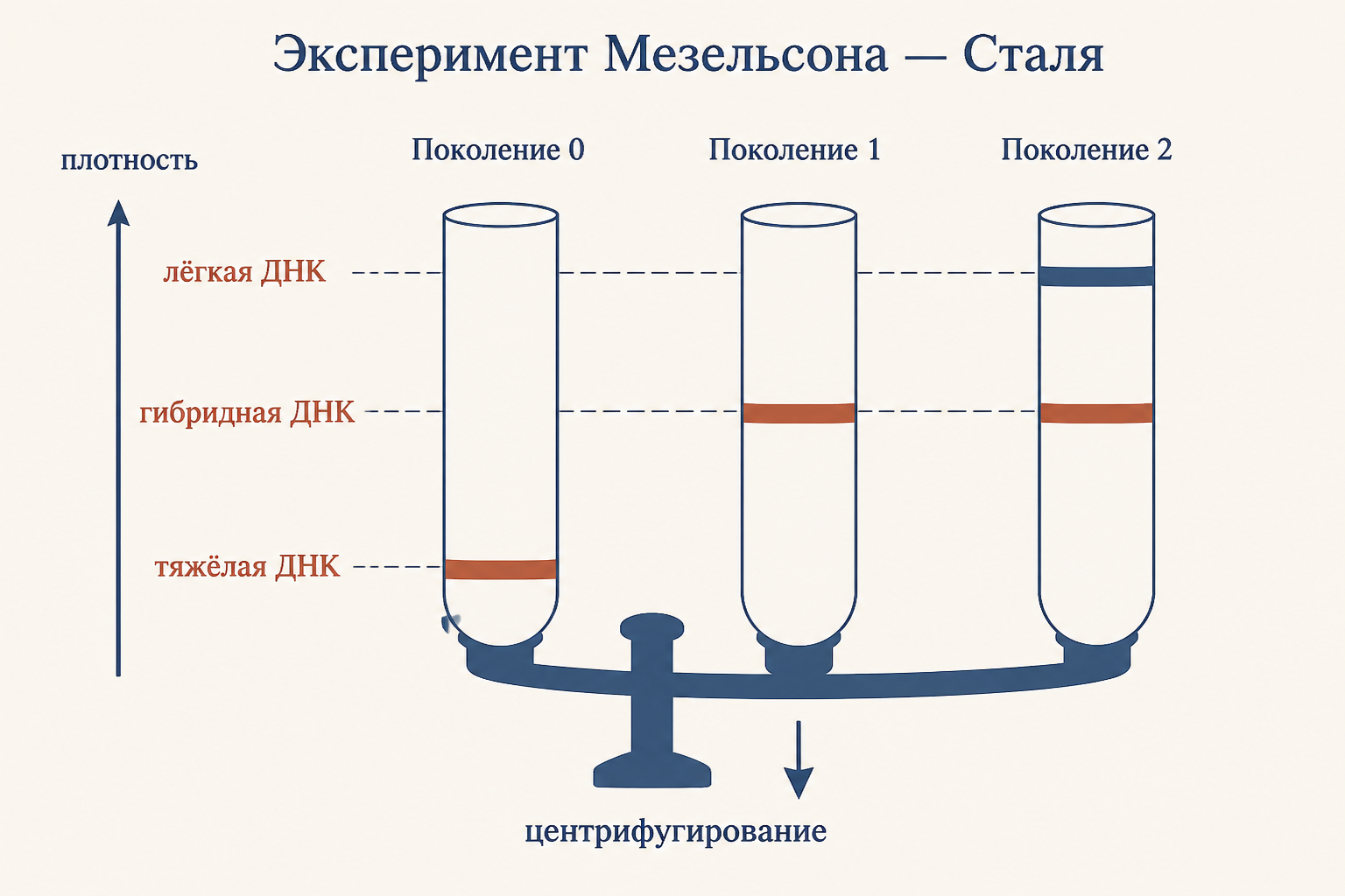 Три модели репликации ДНК: консервативная, полуконсервативная и дисперсная