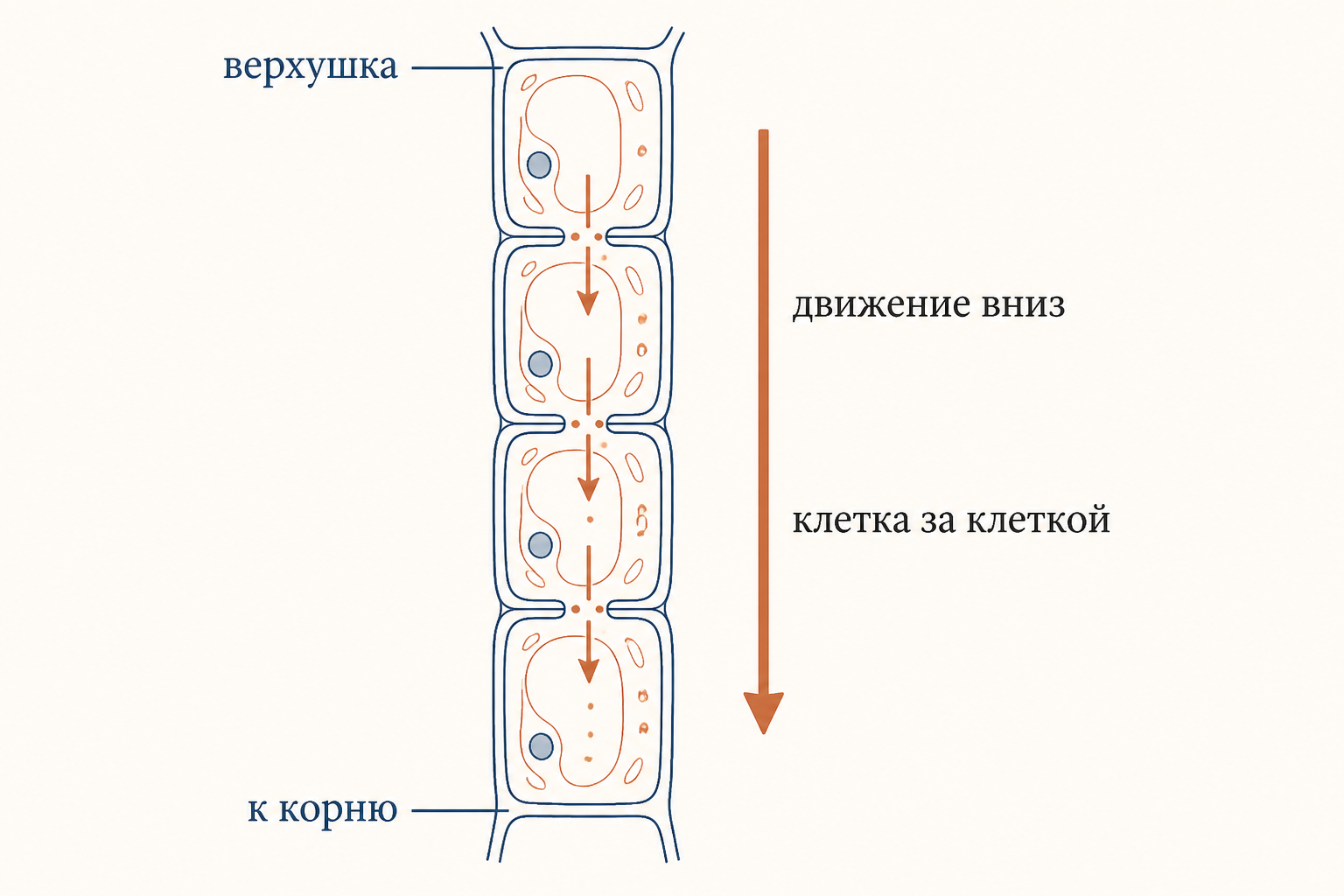 Схема базипетального движения ауксина от верхушки побега к корню