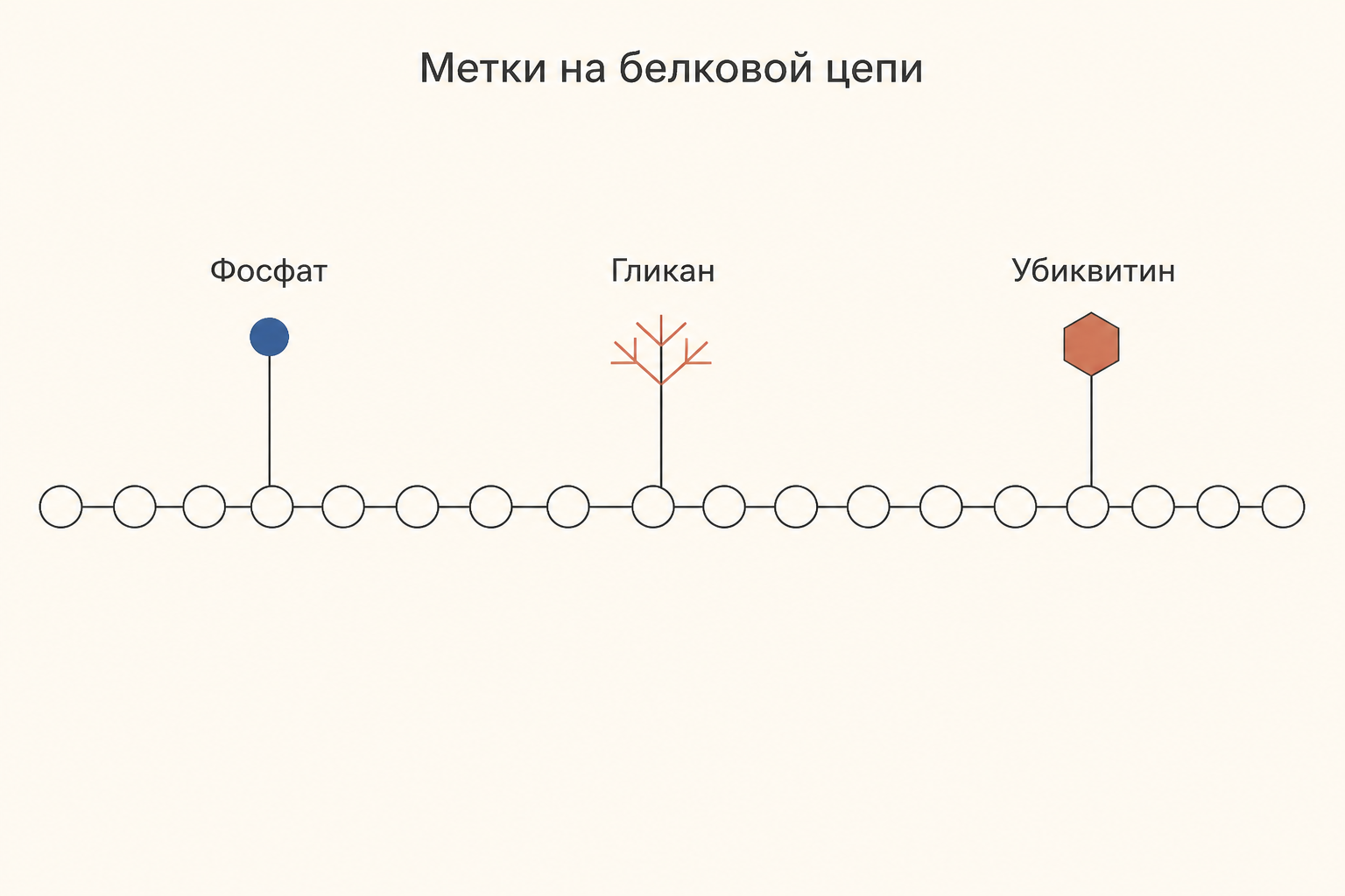 Схема посттрансляционных модификаций на полипептидной цепи: к остаткам присоединены фосфат, углеводная цепь и убиквитин, каждая метка меняет функцию белка