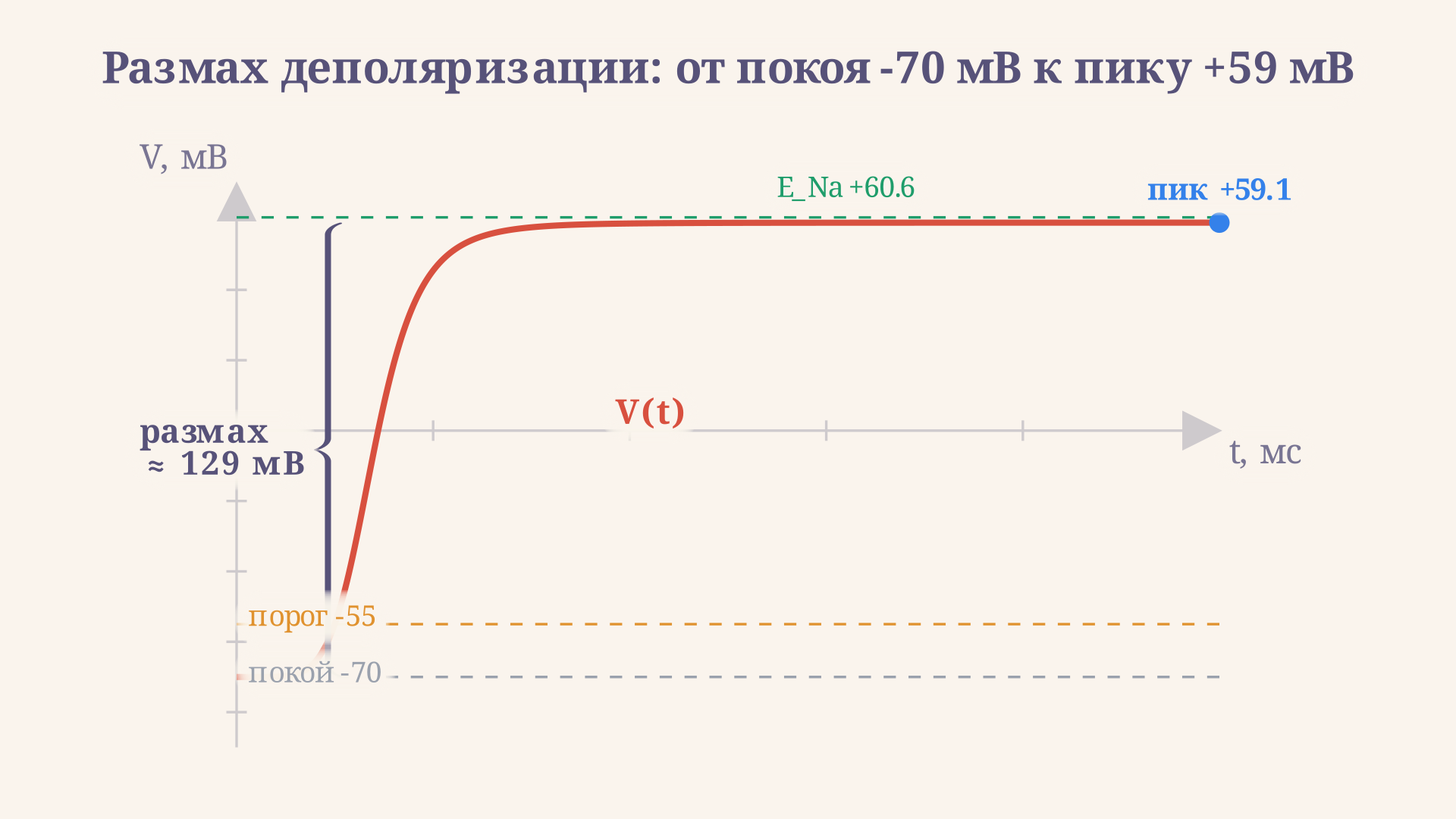 График потенциала действия с отмеченными уровнями: потенциал покоя -70 мВ, порог -55 мВ и равновесный потенциал натрия, к которому стремится крутая восходящая ветвь деполяризации
