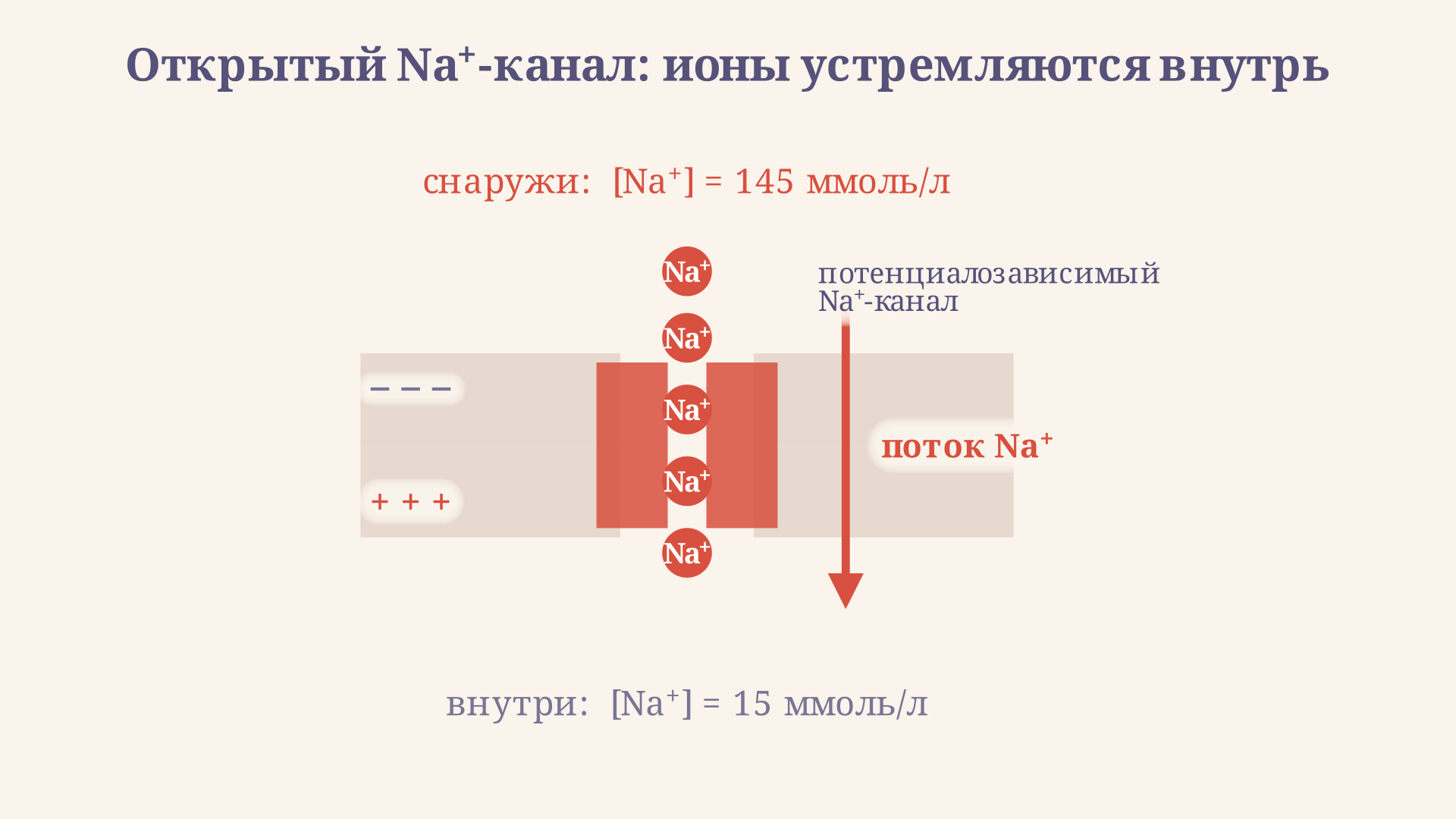 Схема мембраны в фазе деполяризации: потенциалозависимый натриевый канал открыт, ионы Na+ по электрохимическому градиенту идут внутрь клетки, меняя знак заряда мембраны