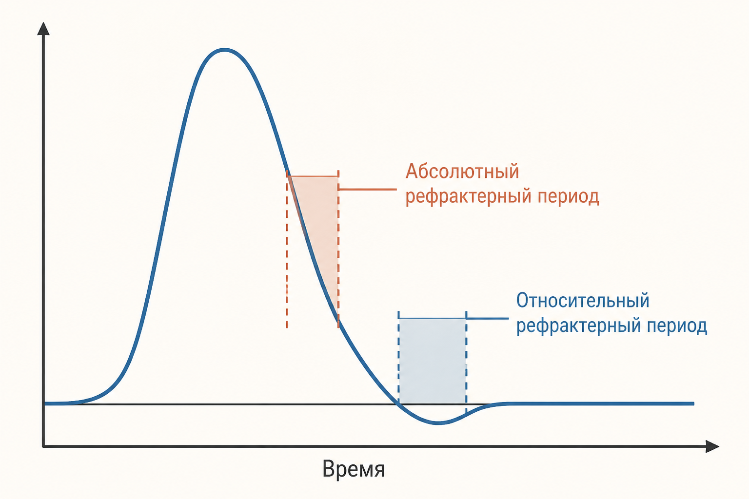 Кривая потенциала действия с выделенными абсолютным и относительным рефрактерными периодами на нисходящей фазе