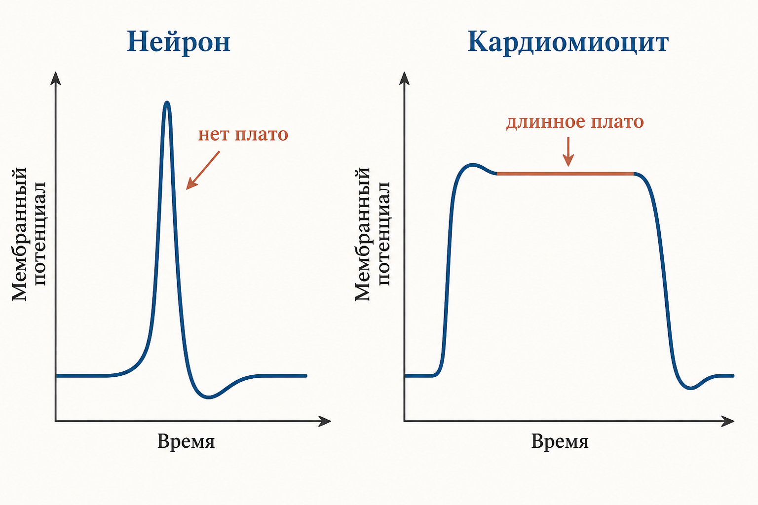 Потенциал действия кардиомиоцита: фаза 0 деполяризация, длинная фаза плато около нуля и реполяризация, под кривой токи натрия, кальция и калия