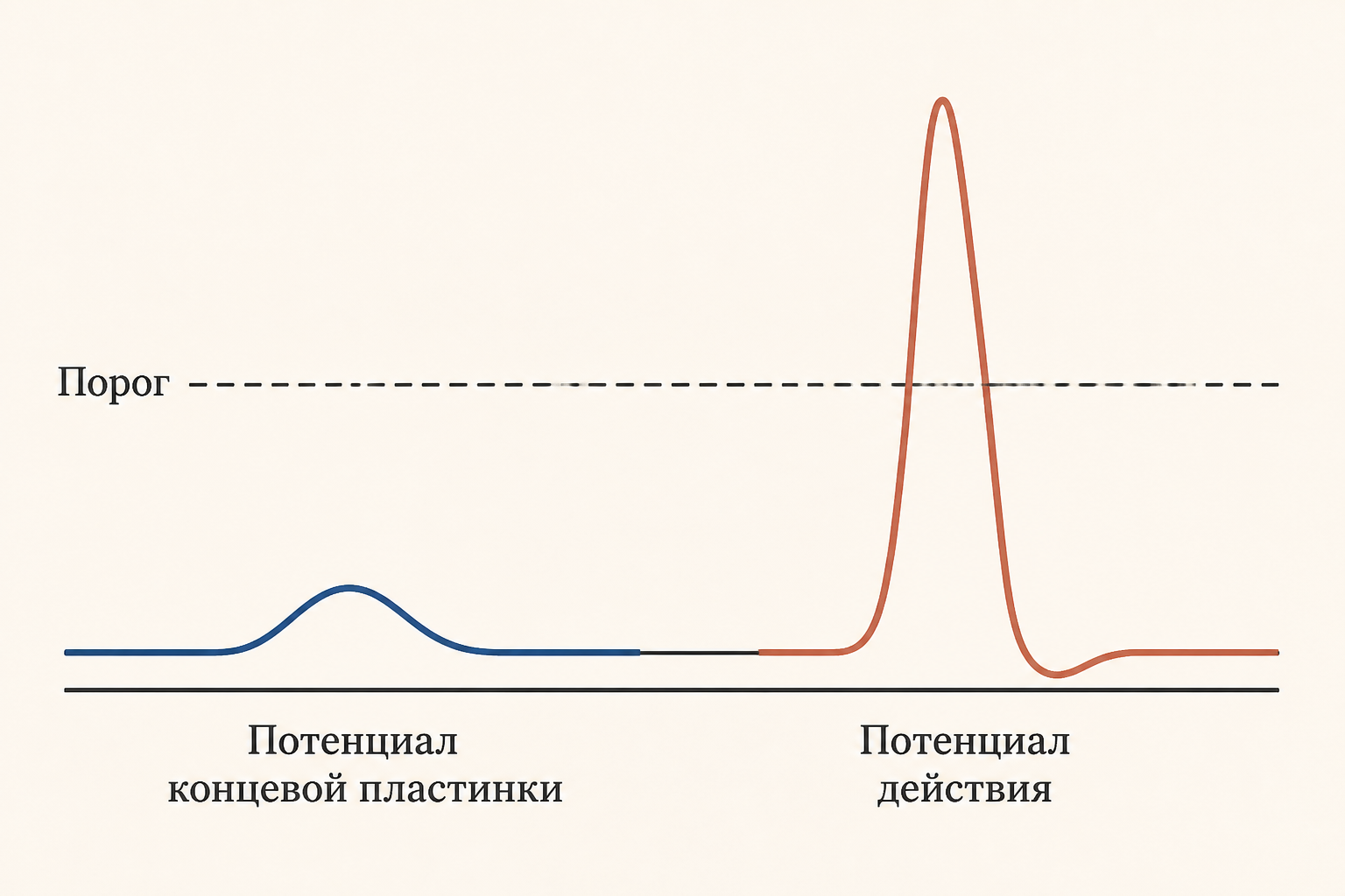 Сравнение двух кривых: слева невысокий градуальный потенциал концевой пластинки, справа высокий быстрый потенциал действия; пунктиром показан общий порог запуска спайка