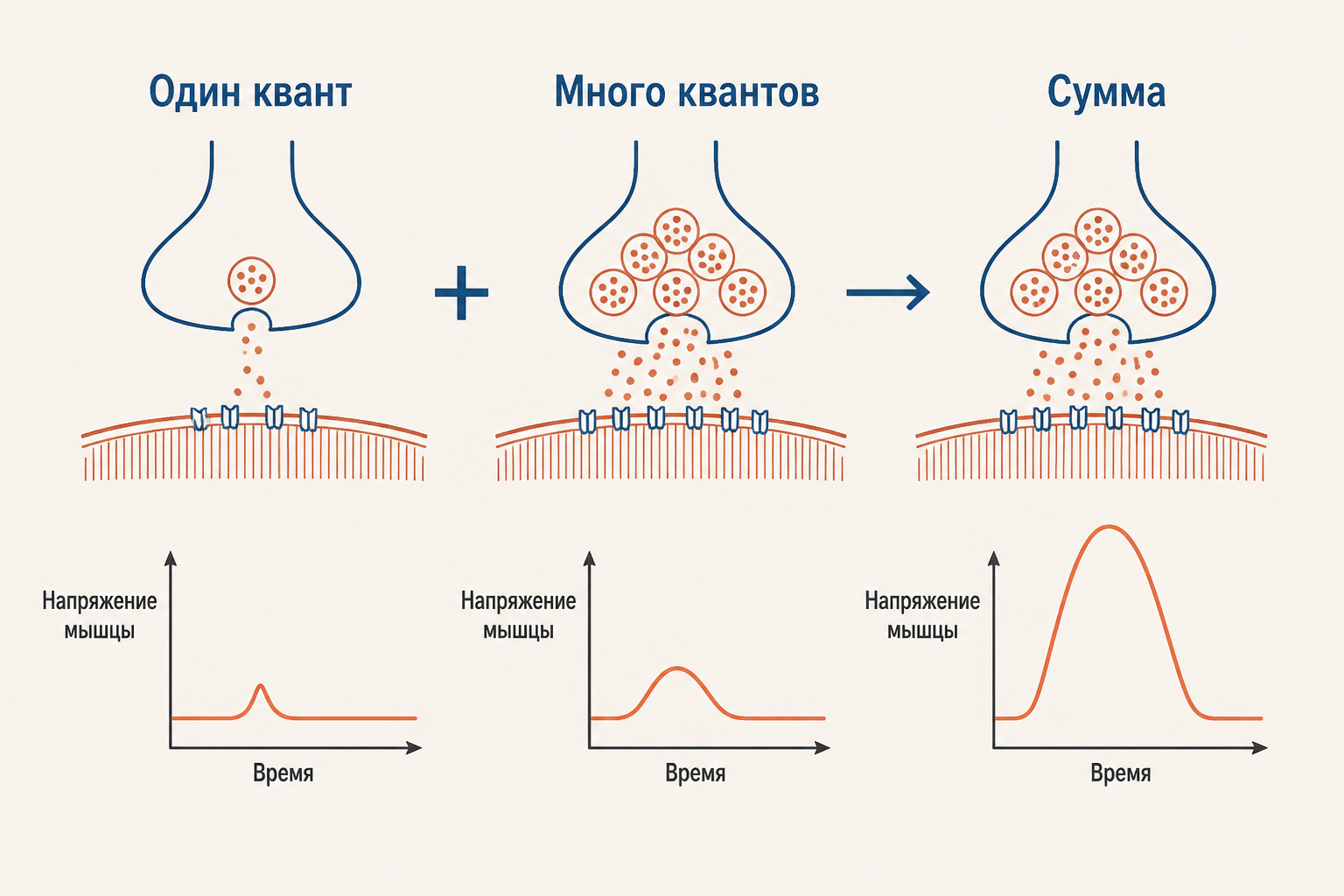 Квантовый выброс: один квант медиатора даёт крошечный сигнал, много синхронных квантов суммируются в большой потенциал концевой пластинки