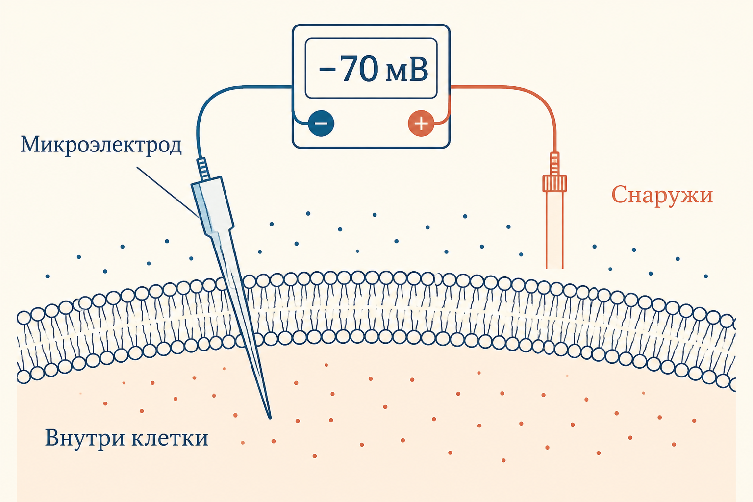 Схема измерения потенциала покоя нейрона: микроэлектрод, мембрана, отметка -70 мВ