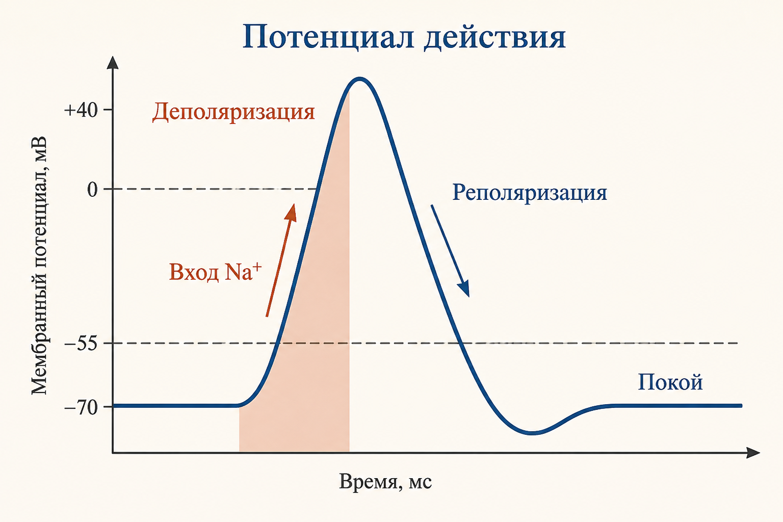 График потенциала действия: деполяризация за счёт входа натрия, пик, реполяризация и возврат к потенциалу покоя