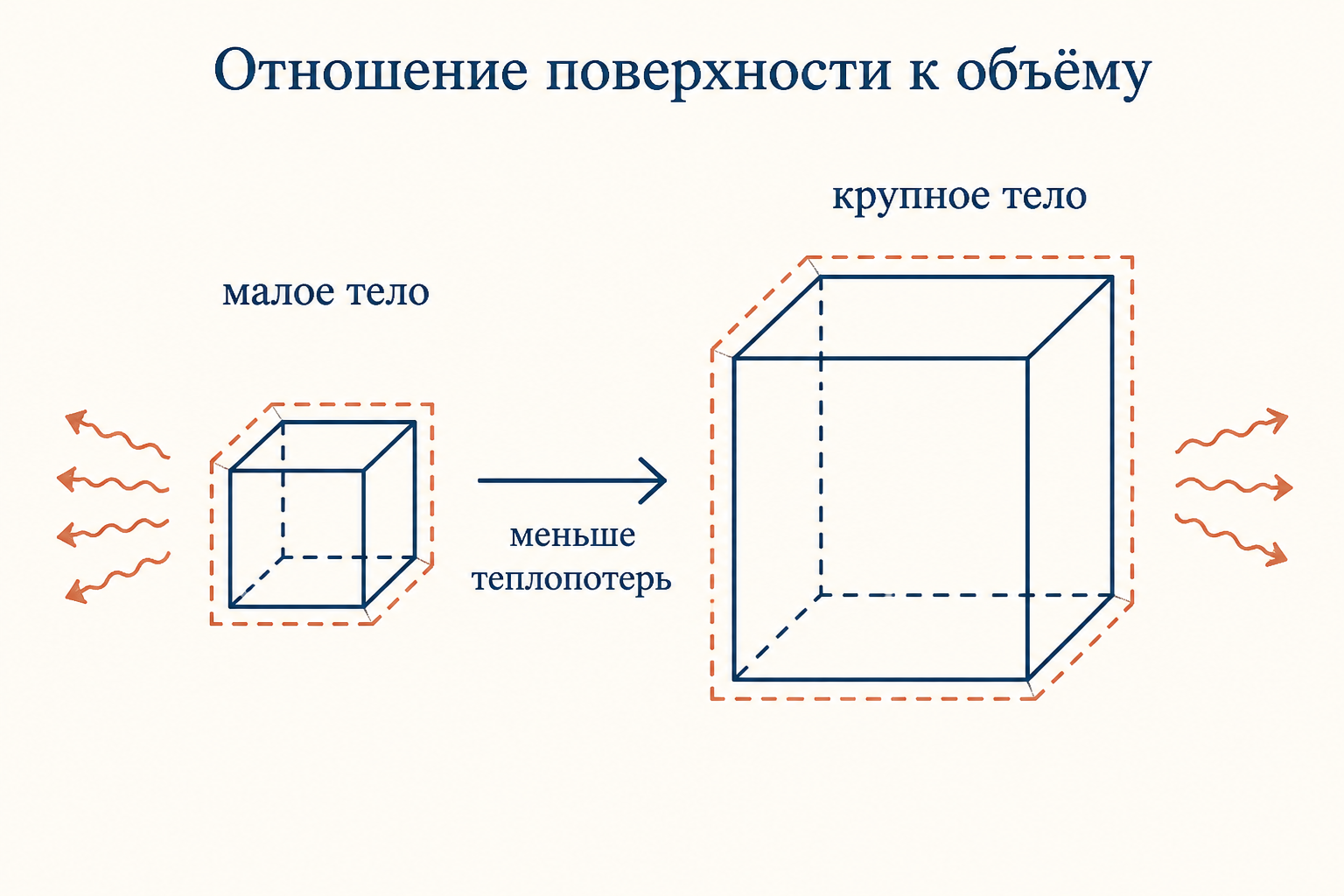 Отношение поверхности к объёму у малого и крупного тела: с ростом размера площадь растёт медленнее объёма, поэтому крупное тело теряет относительно меньше тепла.