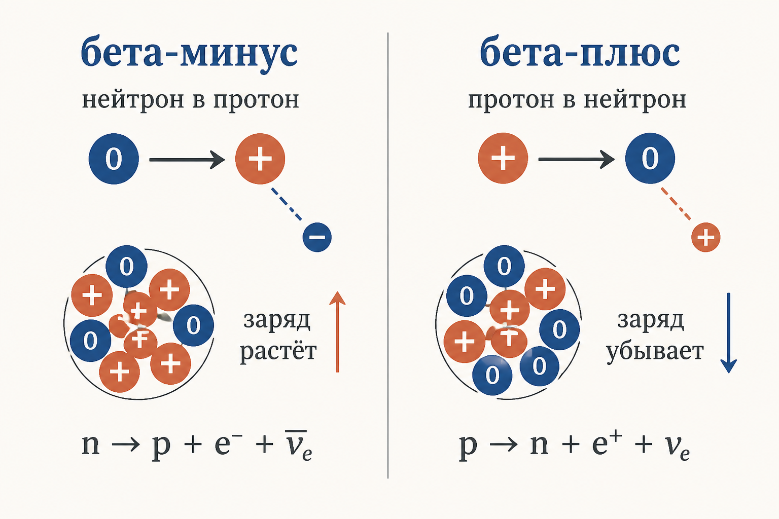 Сравнение бета-минус и бета-плюс распада: в первом случае нейтрон становится протоном и заряд растёт, во втором протон становится нейтроном и заряд убывает