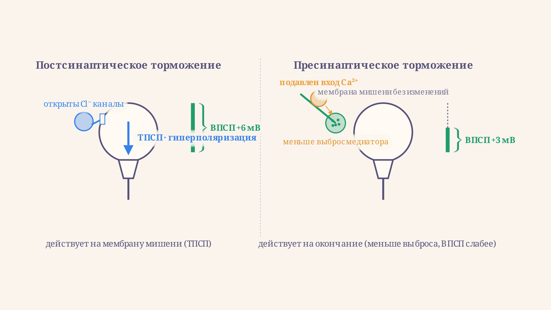 Сравнение двух схем: при постсинаптическом торможении тормозный синапс сидит на теле нейрона-мишени и открывает хлорные каналы; при пресинаптическом тормозный синапс сидит на возбуждающем окончании и подавляет вход кальция, уменьшая выброс медиатора