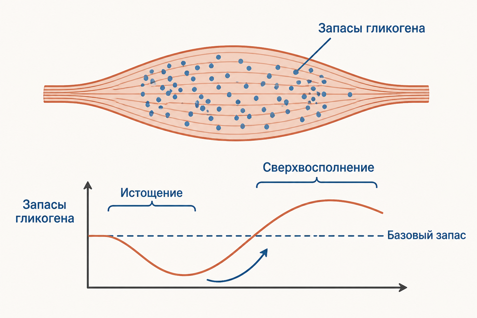 Запасы гликогена в мышечной клетке: после истощения организм восполняет их с избытком, превышая базовый запас - фаза сверхвосполнения
