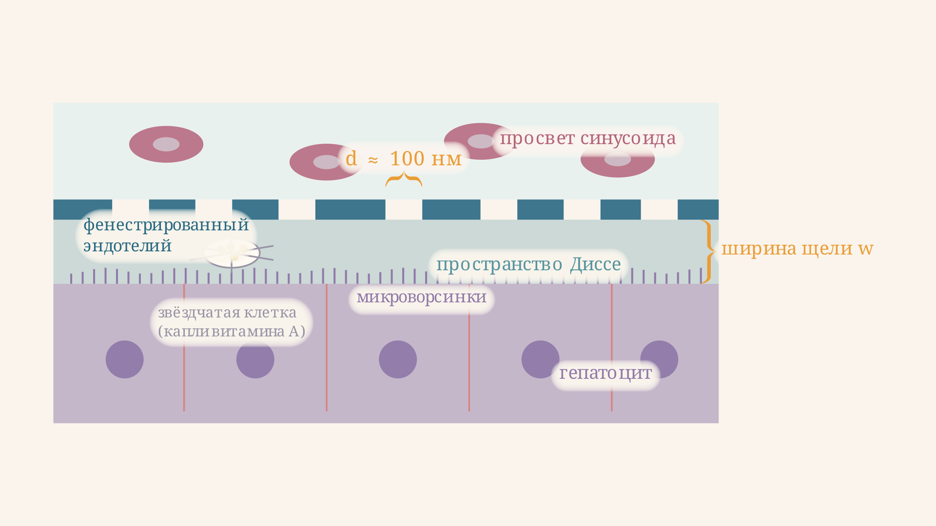 Поперечная схема: просвет синусоида, фенестрированный эндотелий, под ним пространство Диссе с микроворсинками гепатоцита и звёздчатой клеткой, хранящей капли витамина A