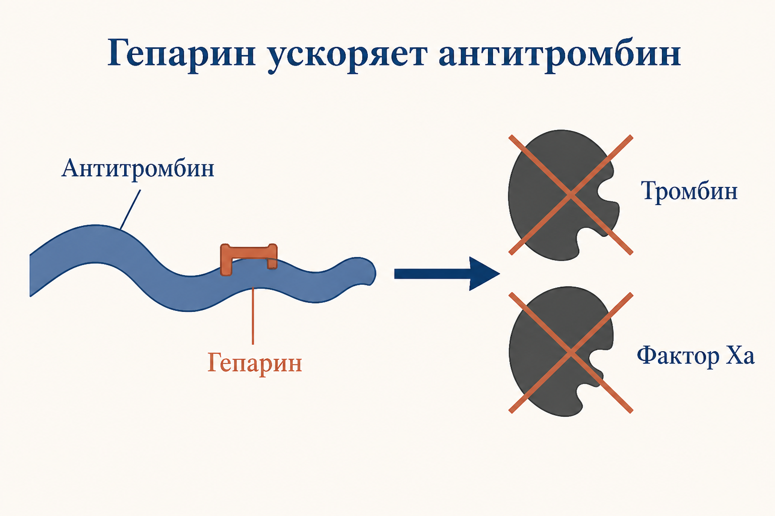 Гепарин связывается с антитромбином и резко ускоряет инактивацию тромбина и фактора Xa