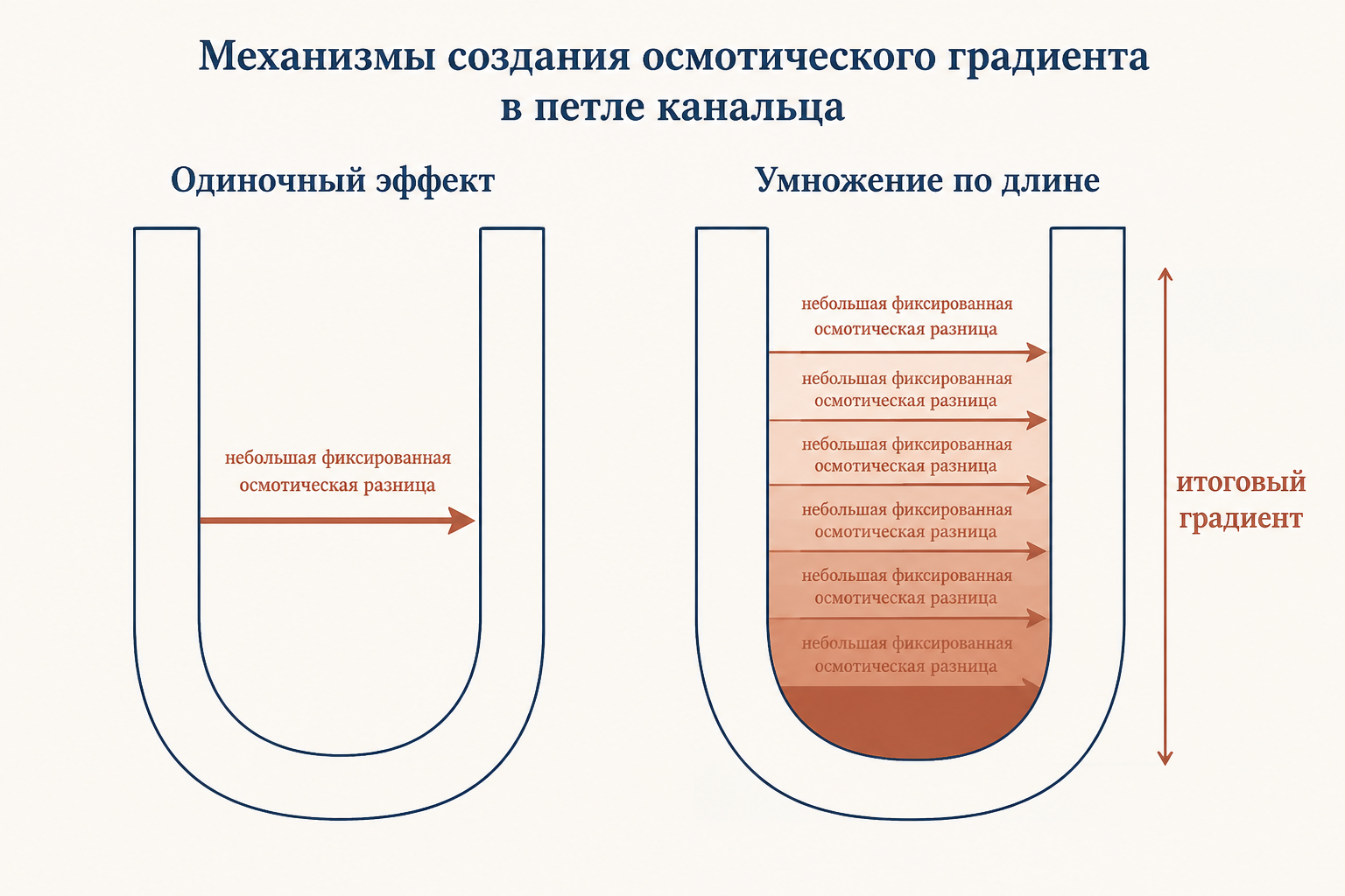 Противоточная система петли Генле: нисходящее колено отдаёт воду, восходящее выкачивает соли, по вертикали нарастает осмотический градиент
