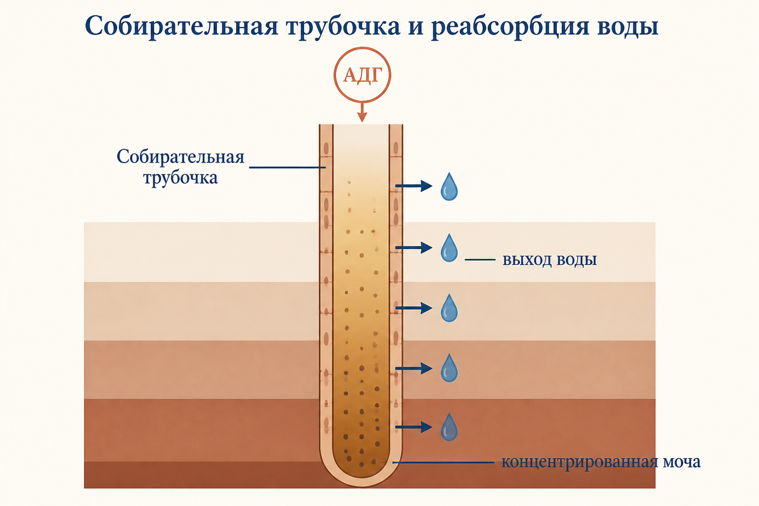 Собирательная трубочка проходит через осмотический градиент: под действием АДГ вода выходит наружу, и моча концентрируется к низу
