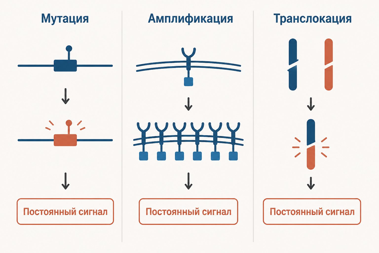 Три пути активации: мутация RAS, амплификация HER2 и слияние BCR ABL