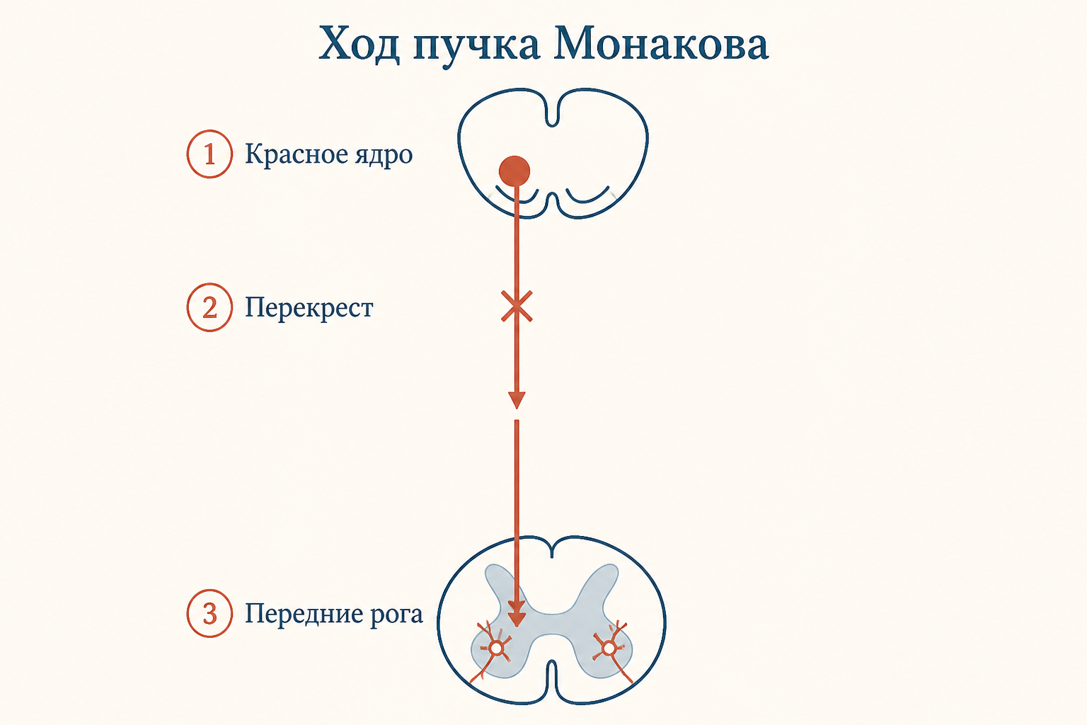 Схема хода пучка Монакова от красного ядра среднего мозга через перекрест Фореля вниз по боковому канатику спинного мозга
