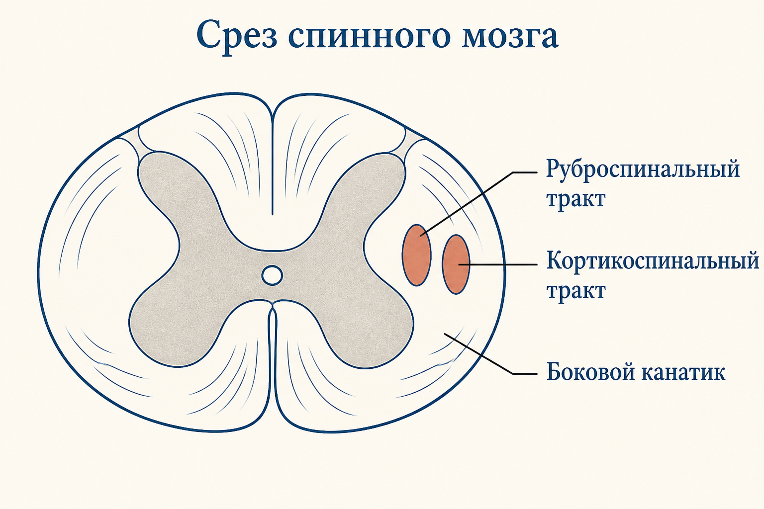 Сравнение положения руброспинального и латерального кортикоспинального трактов в поперечном срезе спинного мозга