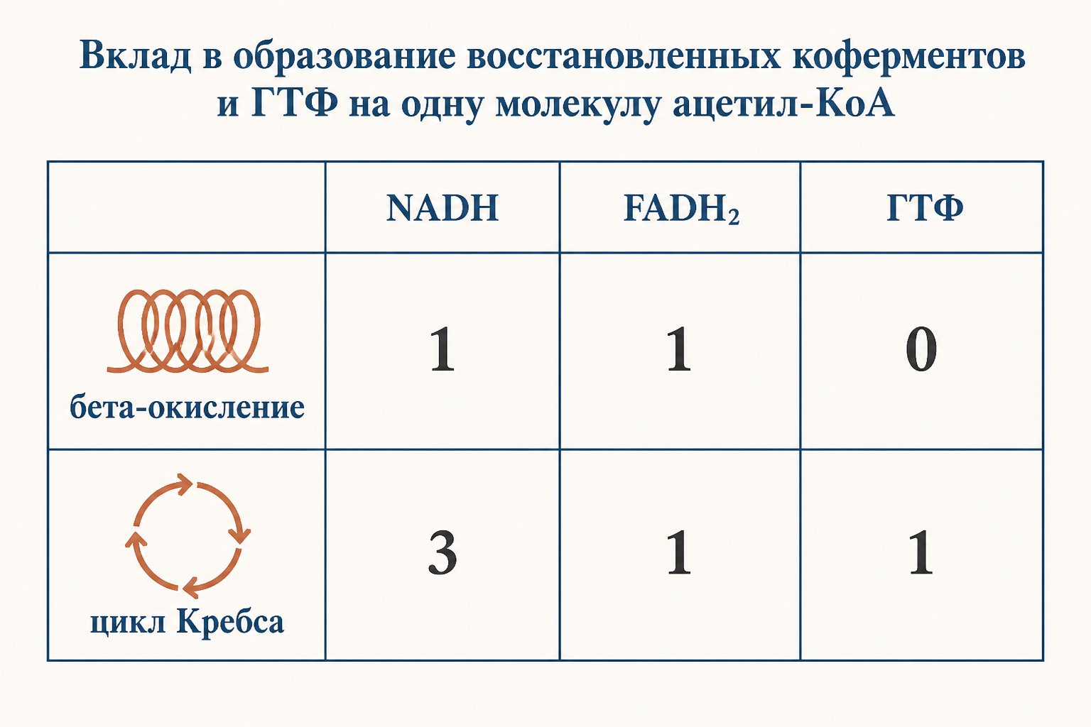 Таблица вклада: бета-окисление и восемь оборотов цикла Кребса с коферментами
