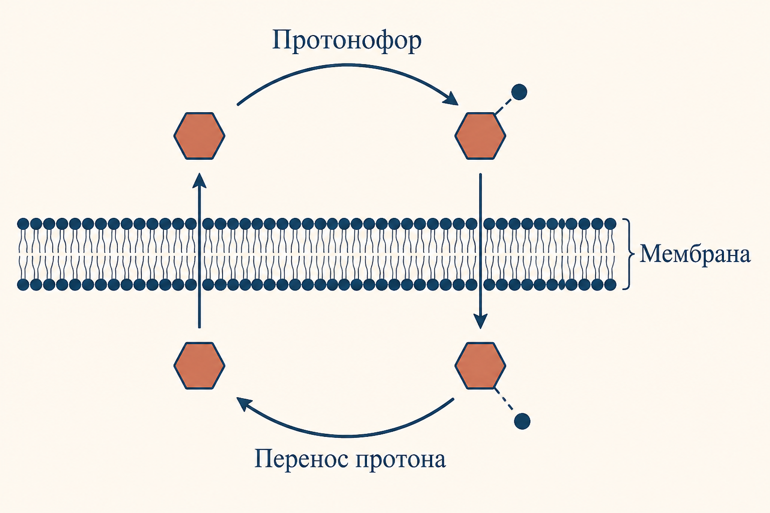 Протонофор как липофильная молекула циклически переносит протон через внутреннюю мембрану митохондрии, минуя АТФ-синтазу