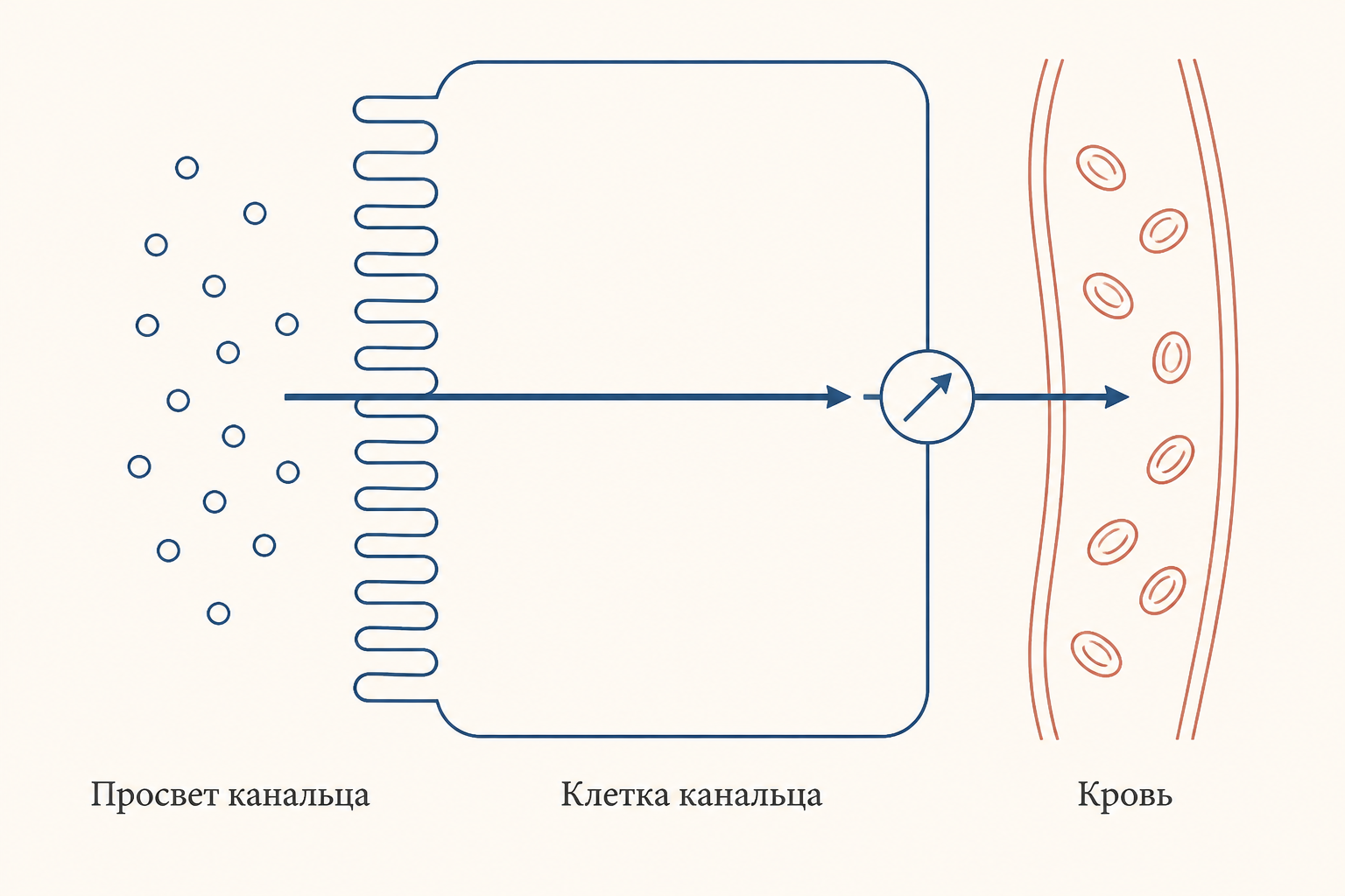Схема канальцевой реабсорбции: вещества из просвета канальца через клетку эпителия возвращаются в кровь капилляра