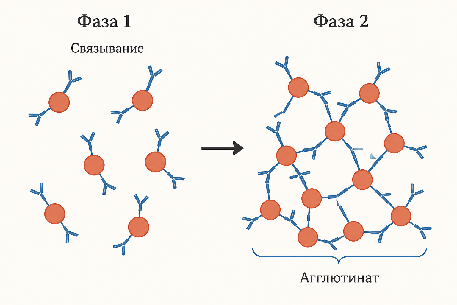 Схема образования решётки антиген-антитело при агглютинации