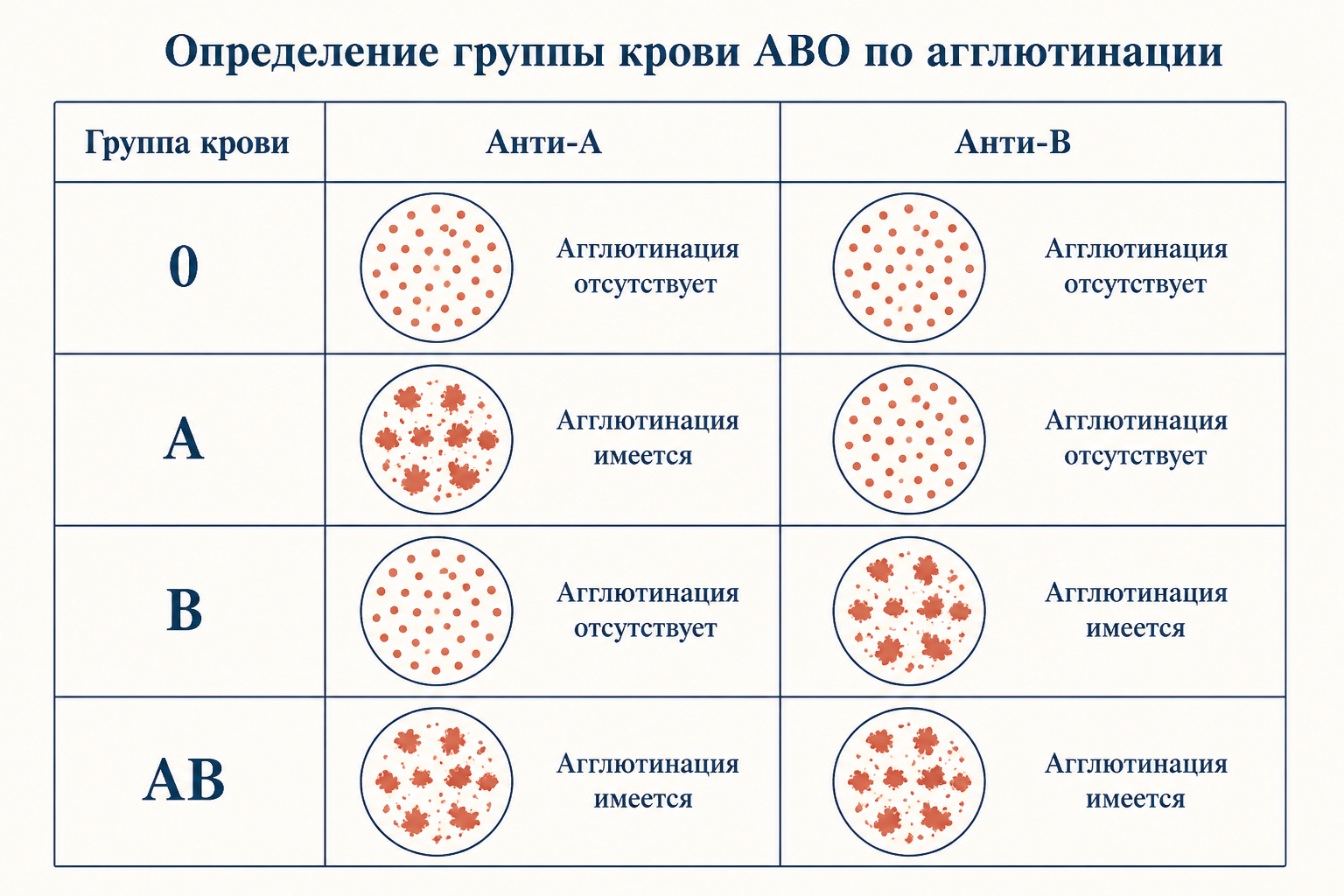 Схема перекрёстной реакции агглютинации при определении групп крови АВО
