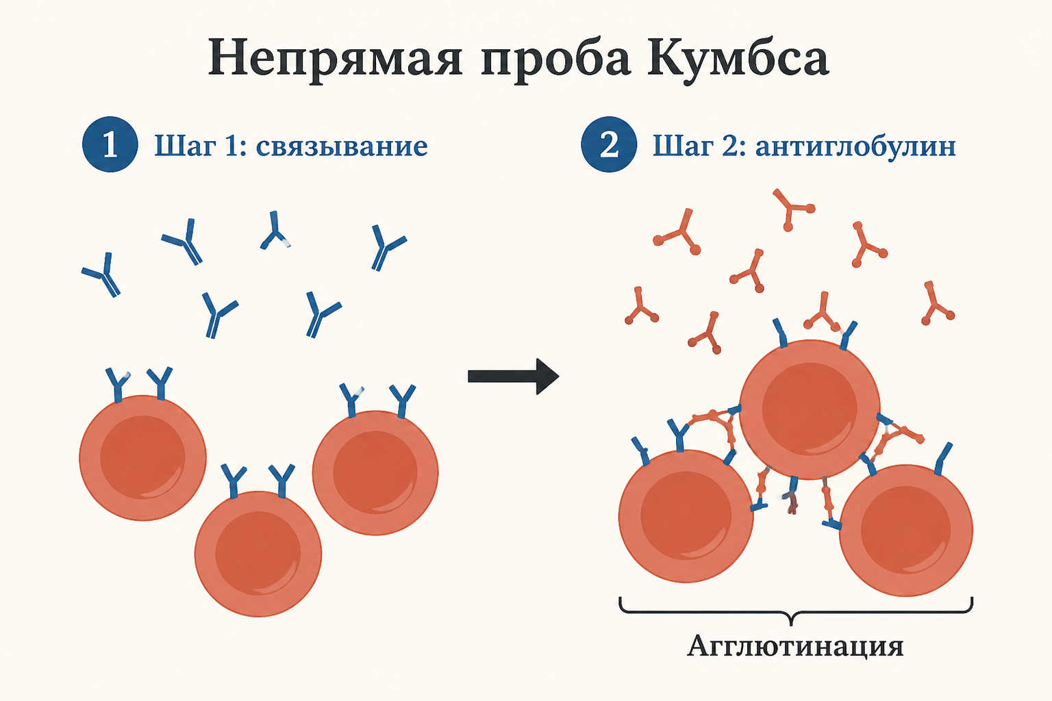 Непрямая проба Кумбса в два шага: сначала антитела сыворотки связываются с тест-эритроцитами, затем антиглобулин выявляет их агглютинацией