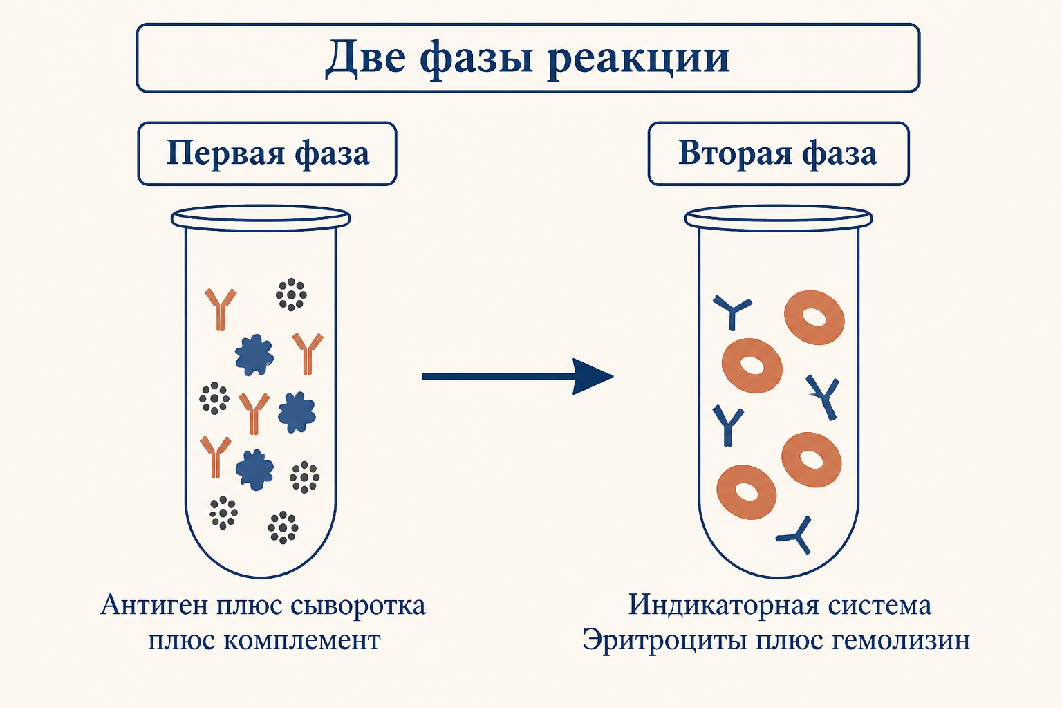 Две фазы РСК: в первой пробирке антиген, исследуемая сыворотка и комплемент; во второй добавляют индикаторную систему из эритроцитов барана и гемолизина.